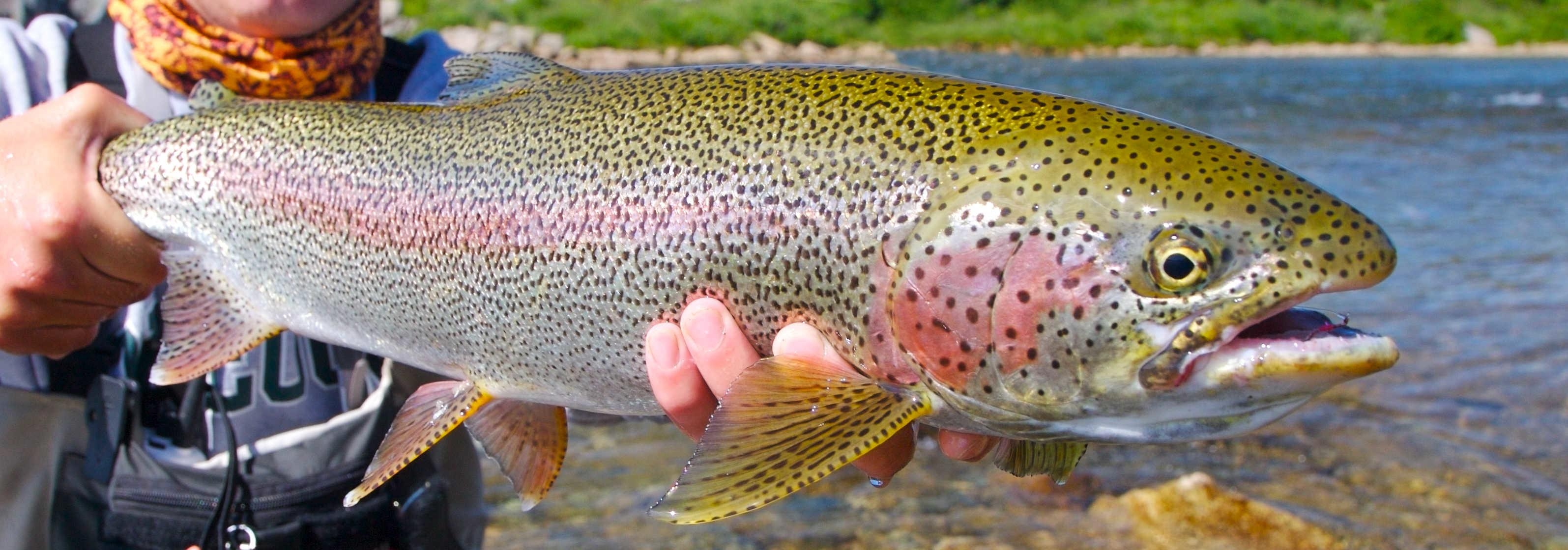 3190x1120 Rainbow Trout Wallpaper, Dual Screen