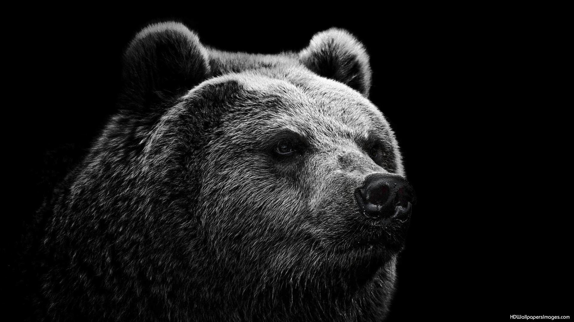 1920x1080 Bear Wallpaper, HD Bear Background on WallpaperBat, Desktop