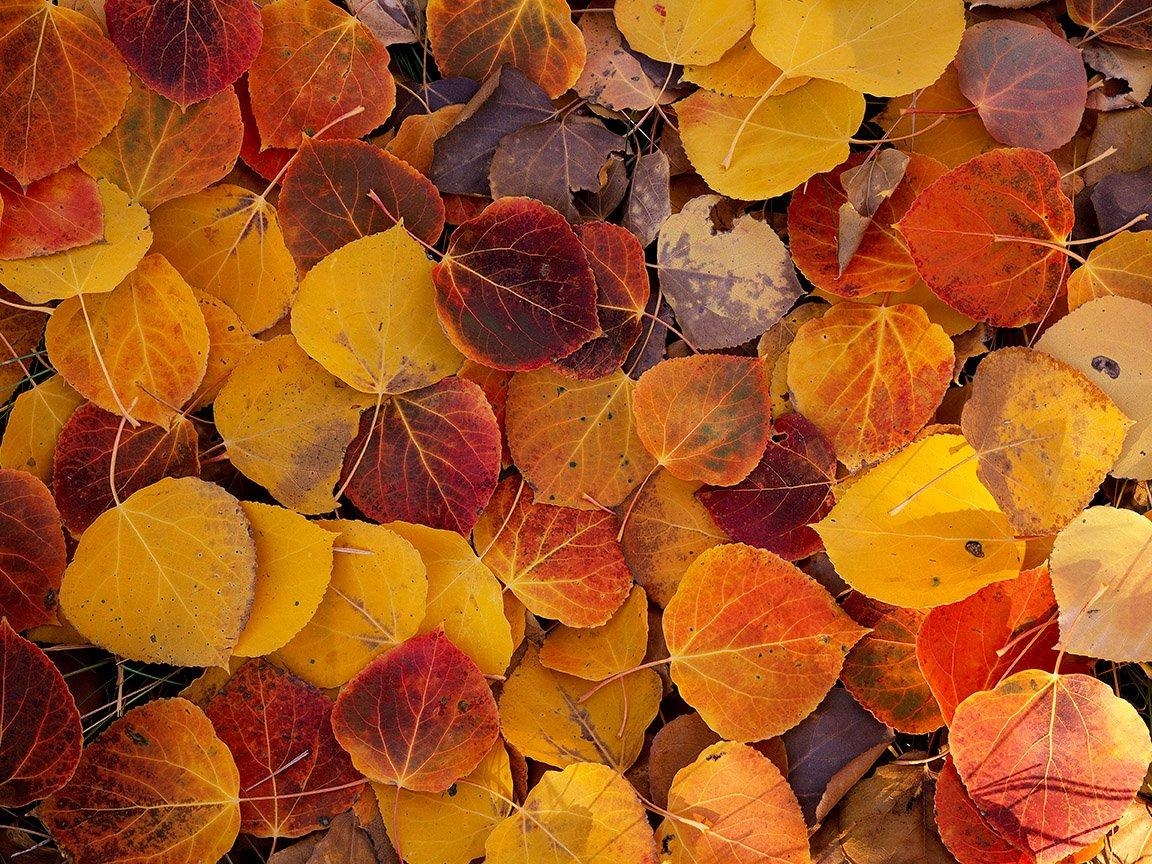 1160x870 Aspen Leaves on the Forest Floor, Desktop