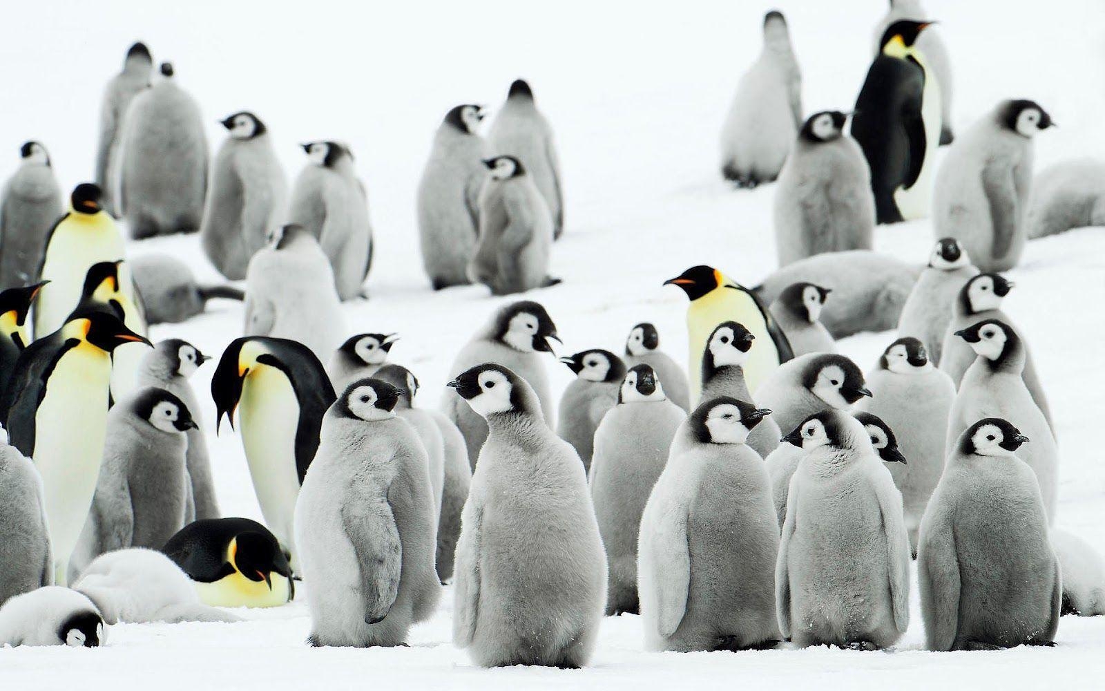 1600x1000 HD Penguins Wallpaper and Photo. HD Animals Wallpaper, Desktop