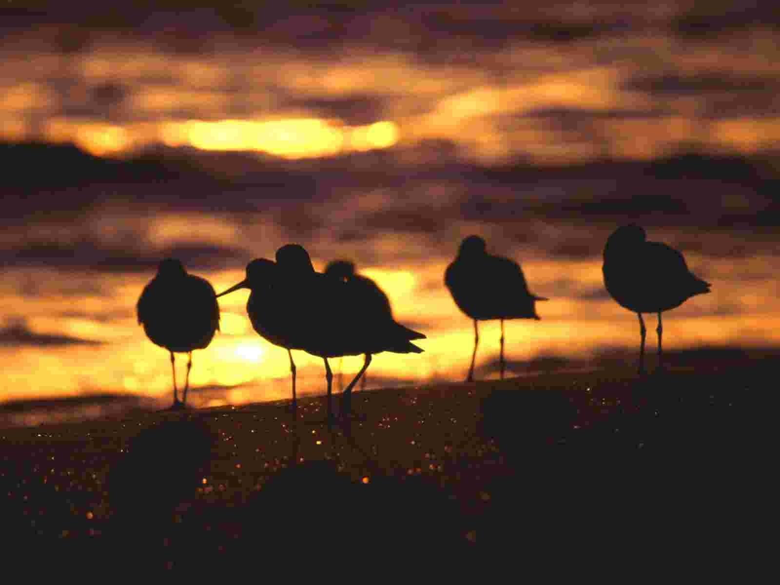 1600x1200 Sandpiper Wallpaper. Sandpiper, Desktop