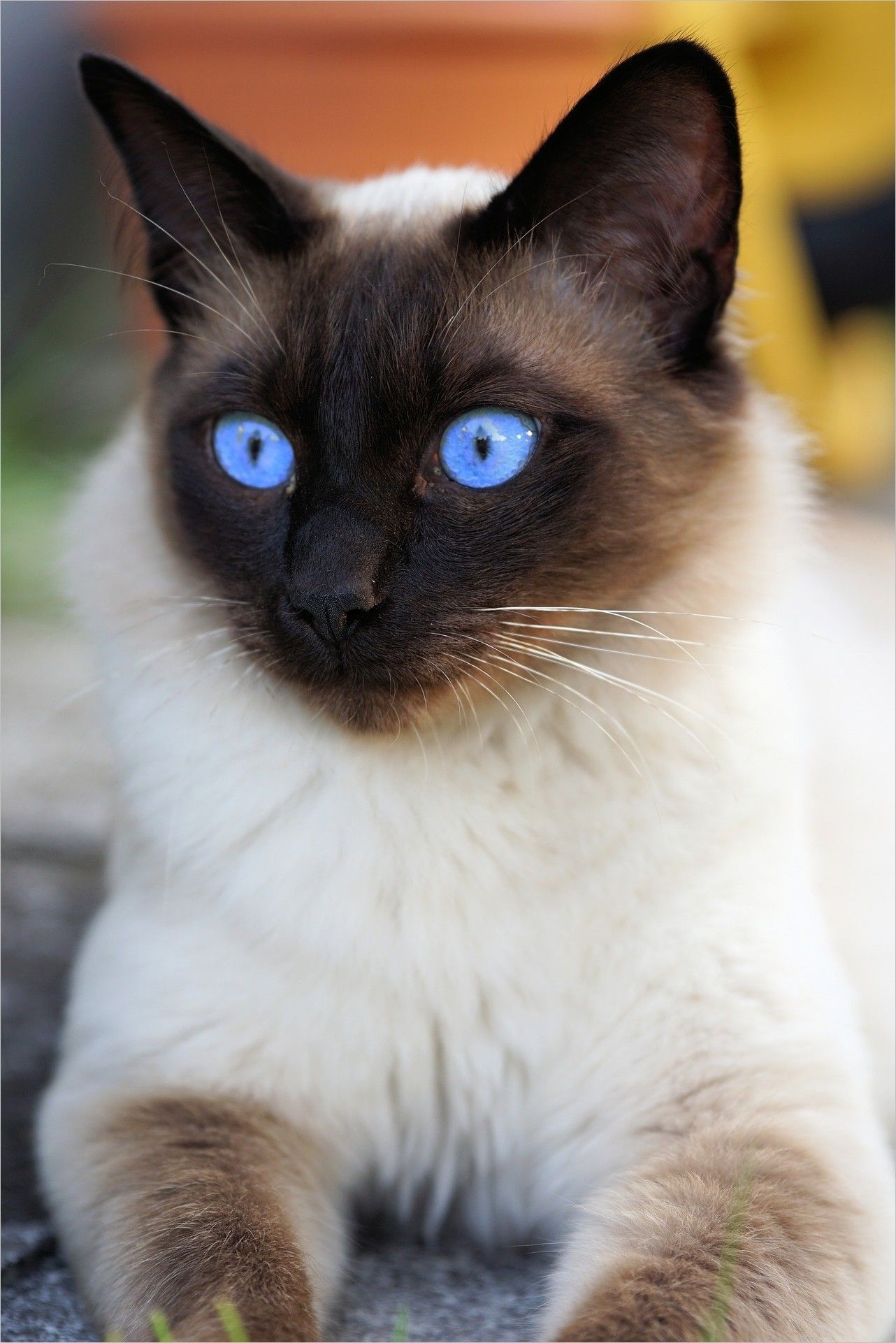 1290x1930 Cat wallpaper img Picture Cat Eyes siam siamese cat cat domestic cat mieze breed, Phone