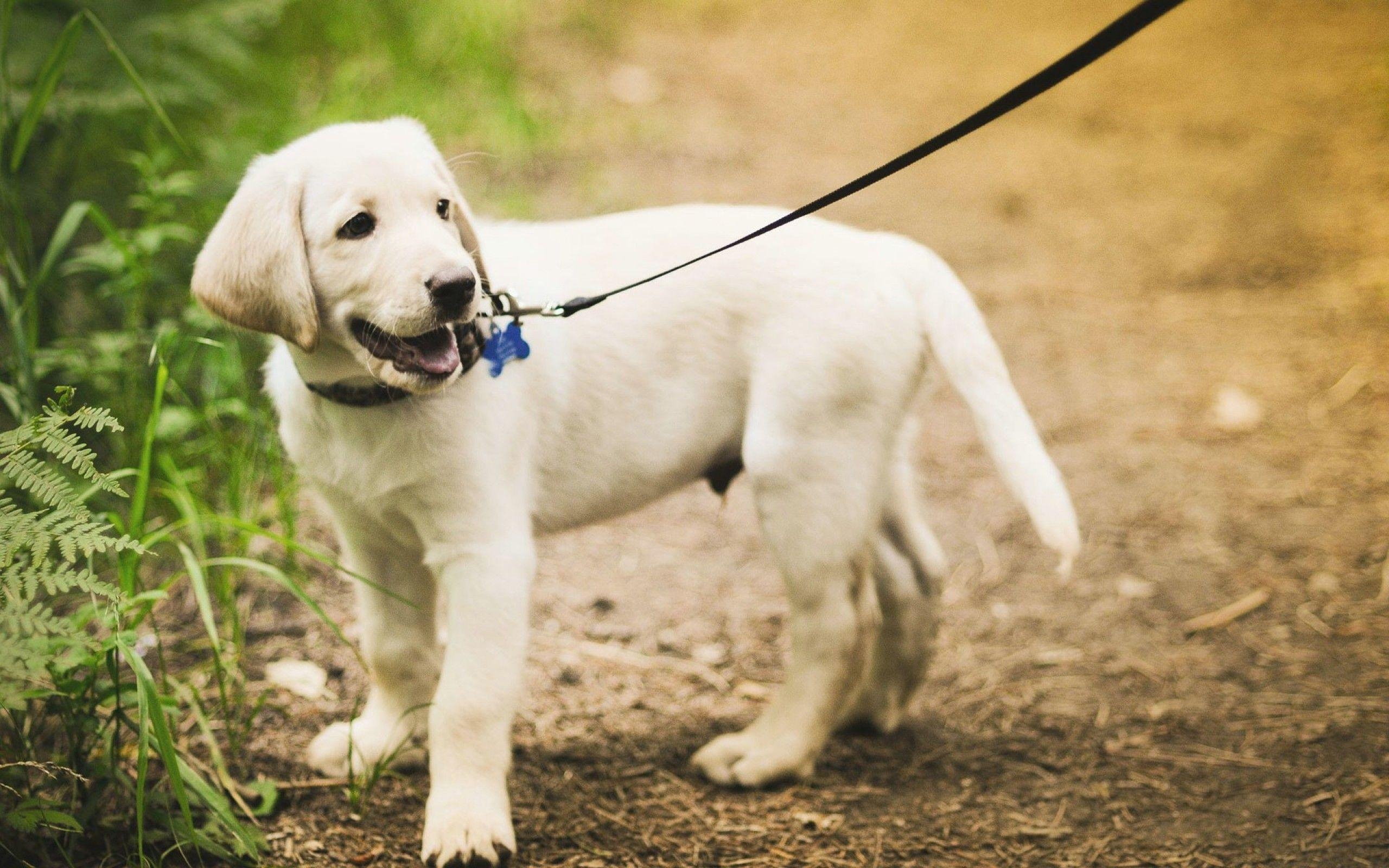 2560x1600 Labrador Retriever Wallpaper High Resolution and Quality Download, Desktop