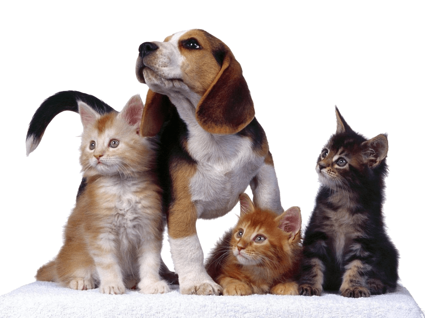 1400x1050 Download Veterinary Wallpaper Gallery, Desktop