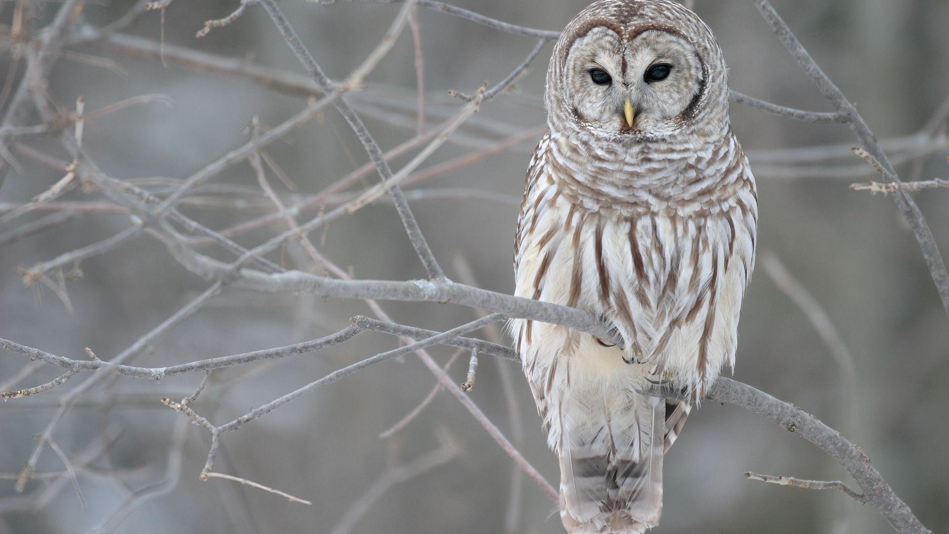 1920x1080 Barn Owl, Desktop