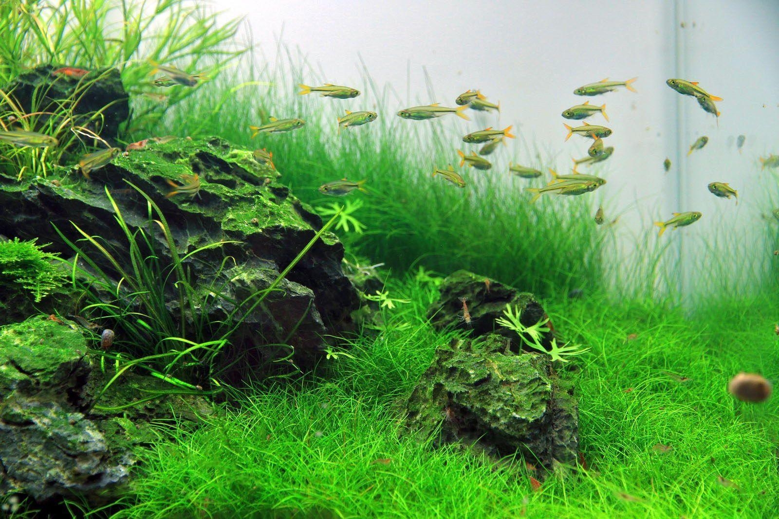 1600x1070 Aquascape Wallpaper Aquarium, Desktop