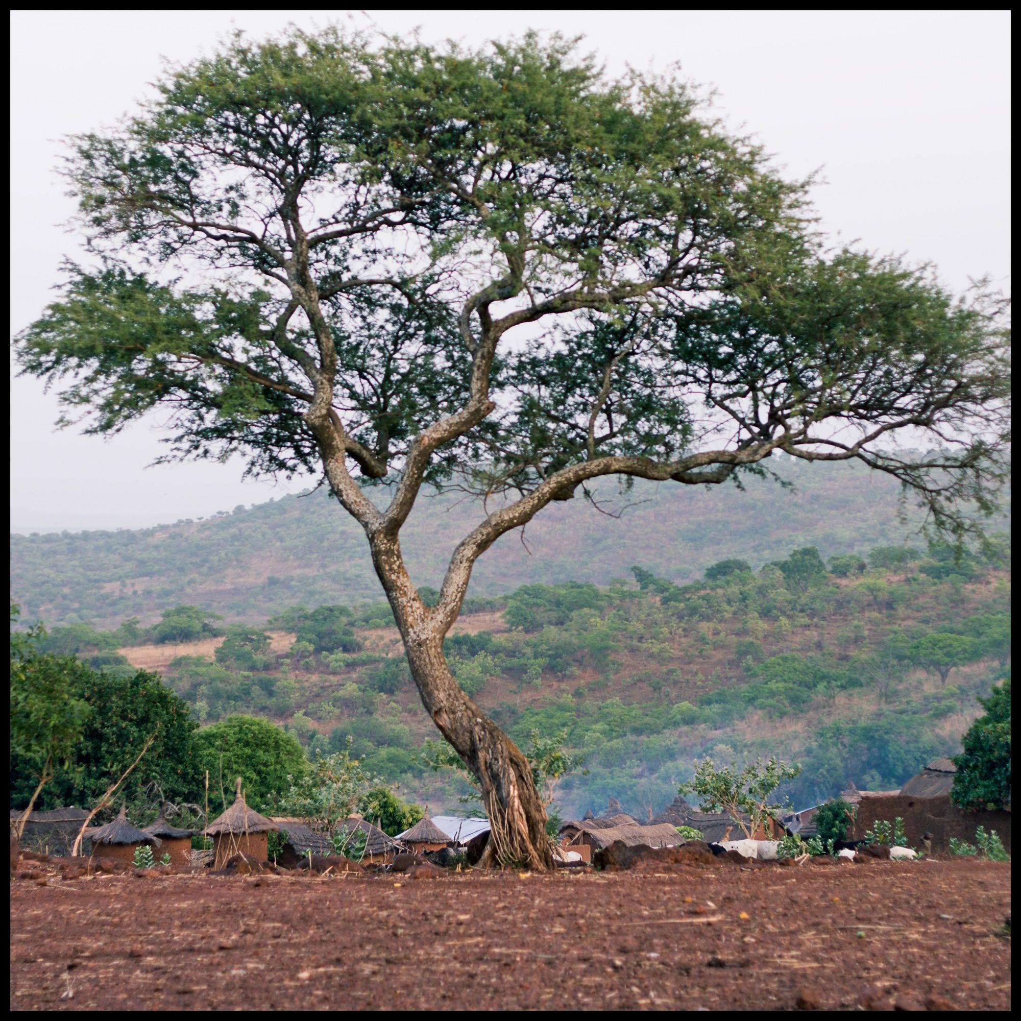 2000x2000 HD burkina faso big tree Wallpaper Post has been published, Phone