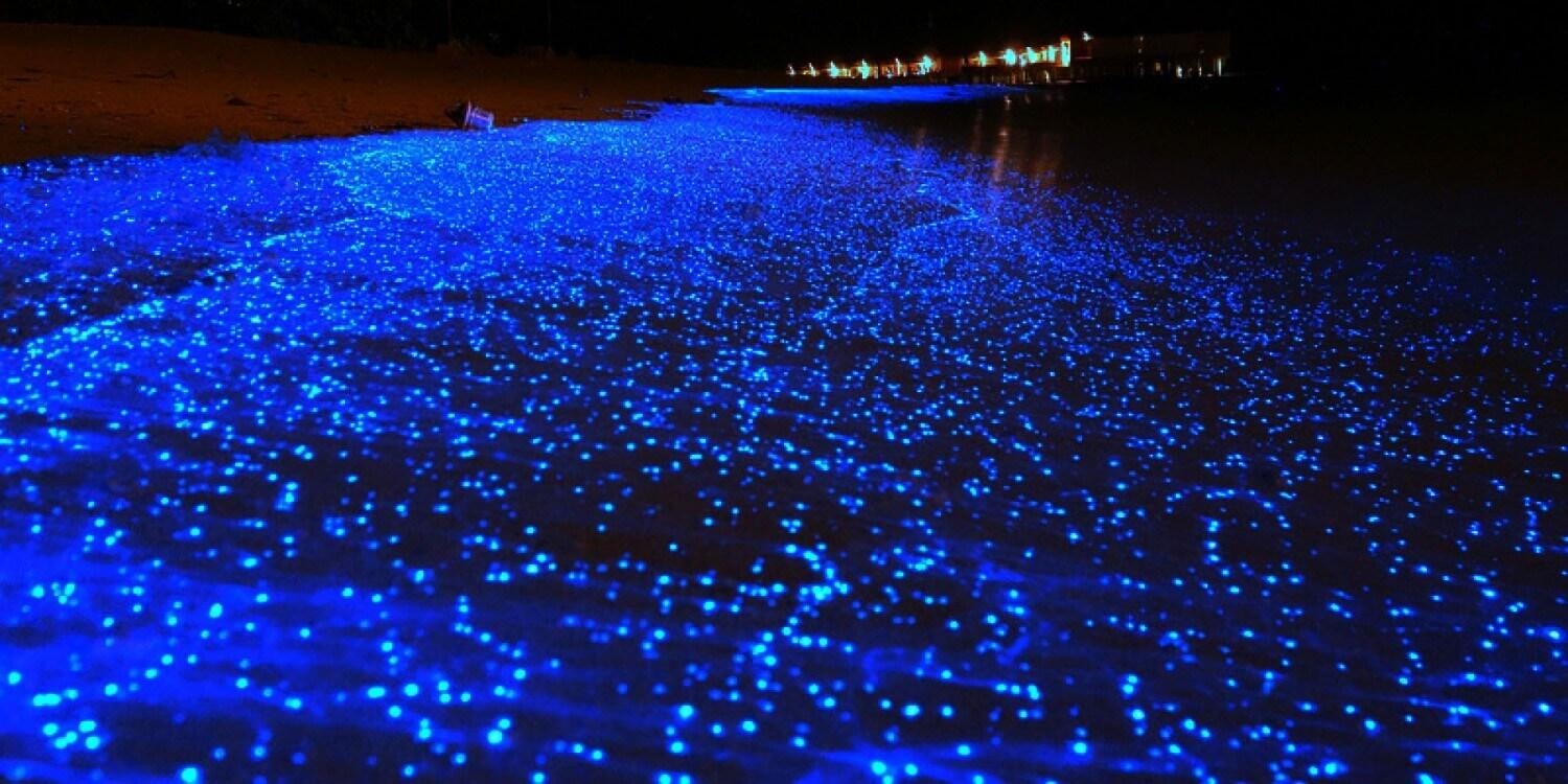 1500x750 Sea of Stars on Vaadhoo Island, Maldives (Must See Blue Lights), Dual Screen