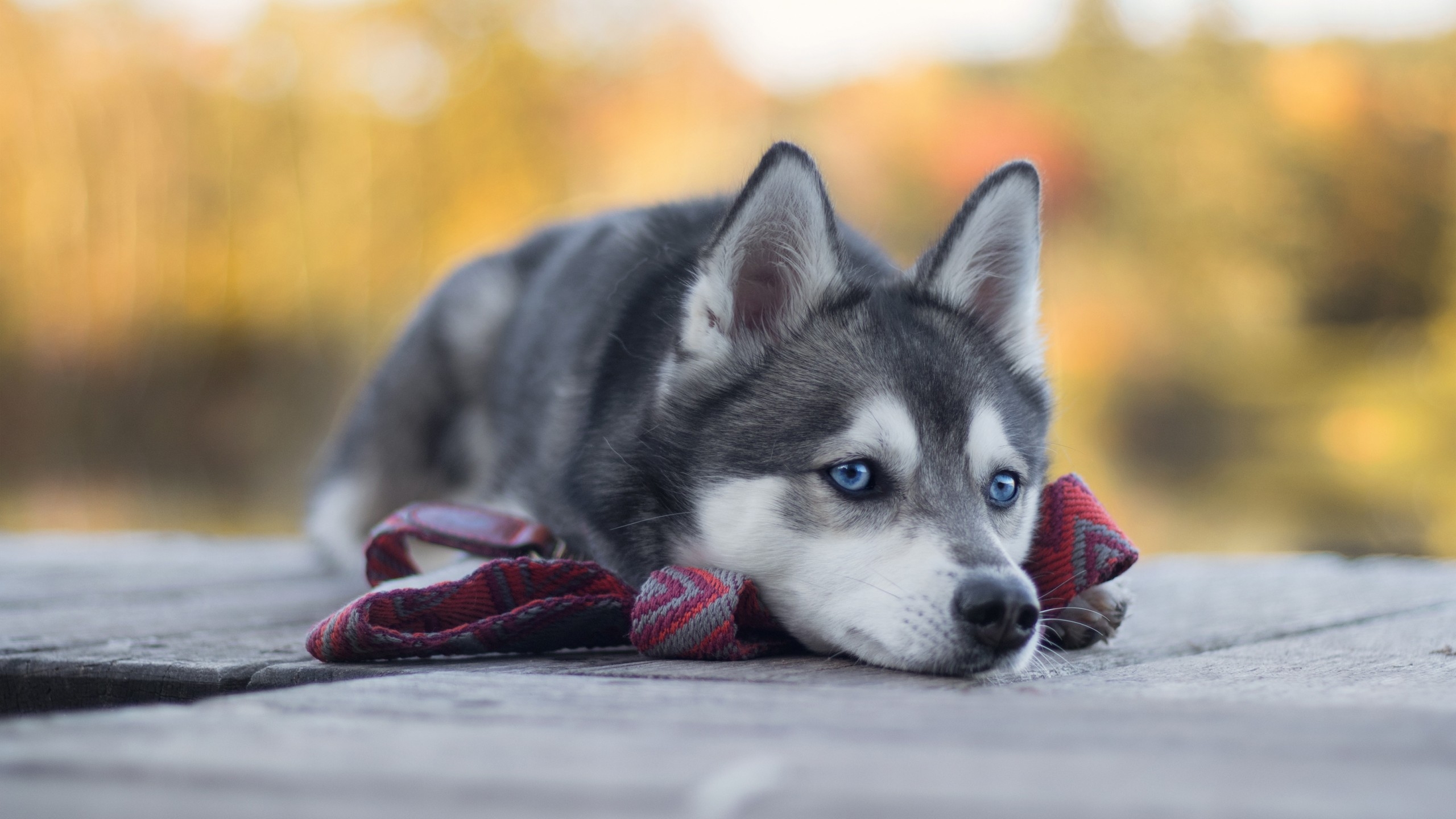 2560x1440 Wallpaper Husky, dog, cute animals, 4K, Animals, Desktop