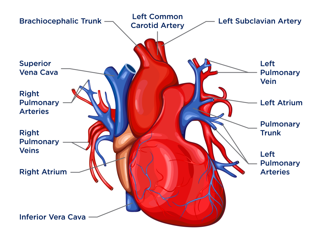 1030x770 Anatomy of the Heart and Lungs, Desktop