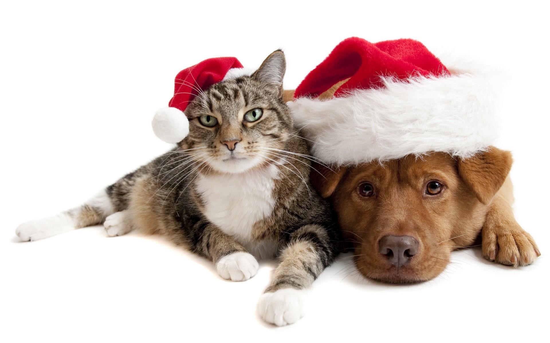 1920x1200 Buddies Santa Dog Cute Red Photography Christmas Cat, Desktop