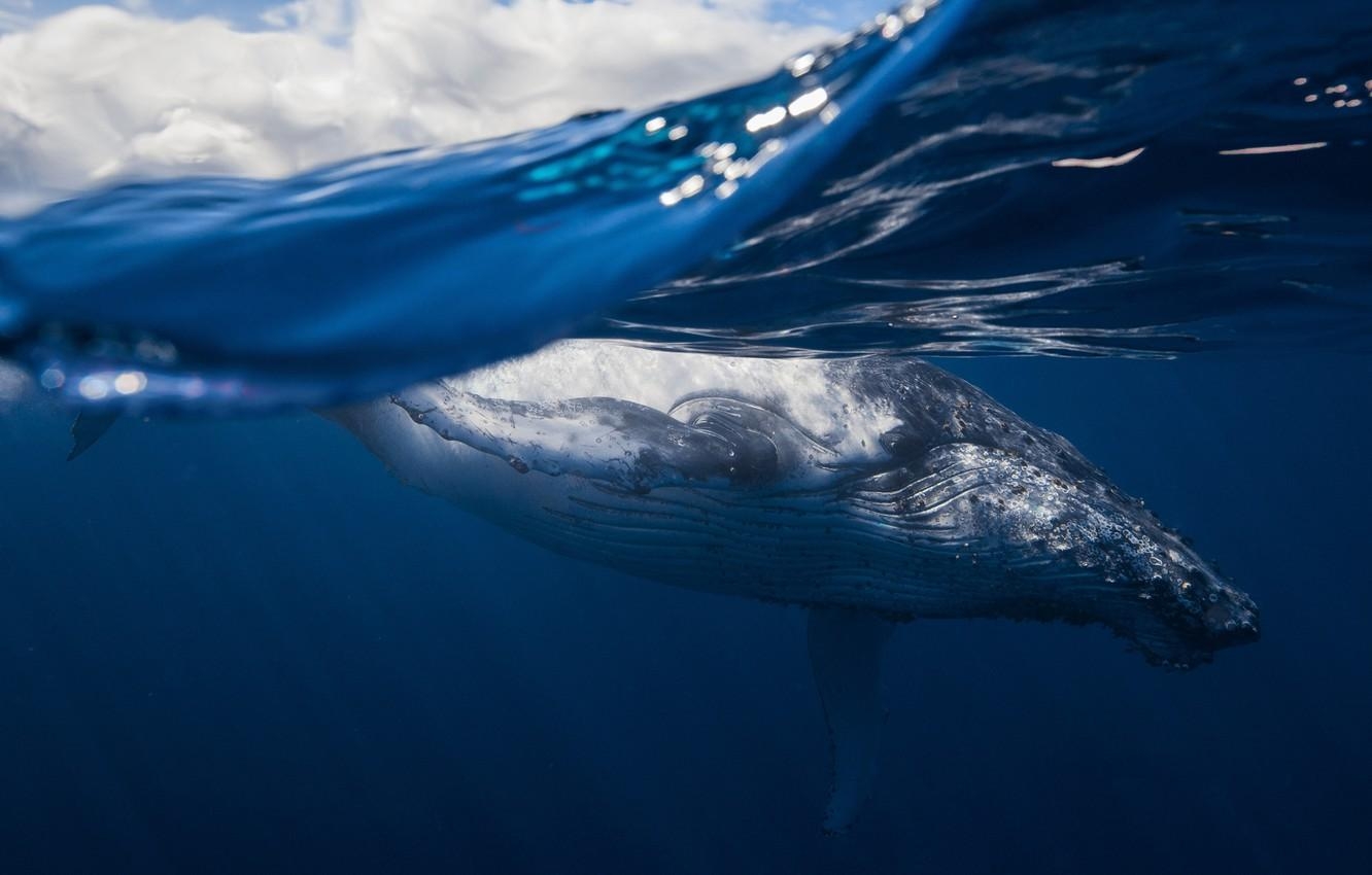 1340x850 Wallpaper sea, the ocean, mammal, humpback whale image, Desktop