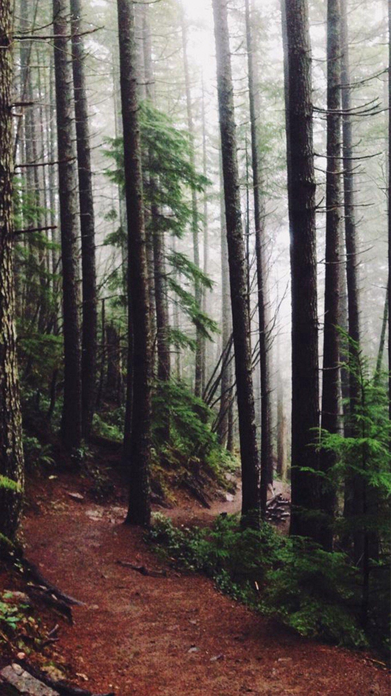 1370x2430 Forest Wallpaper Cell Phone Elegant forest Woods Path Pine Trees, Phone