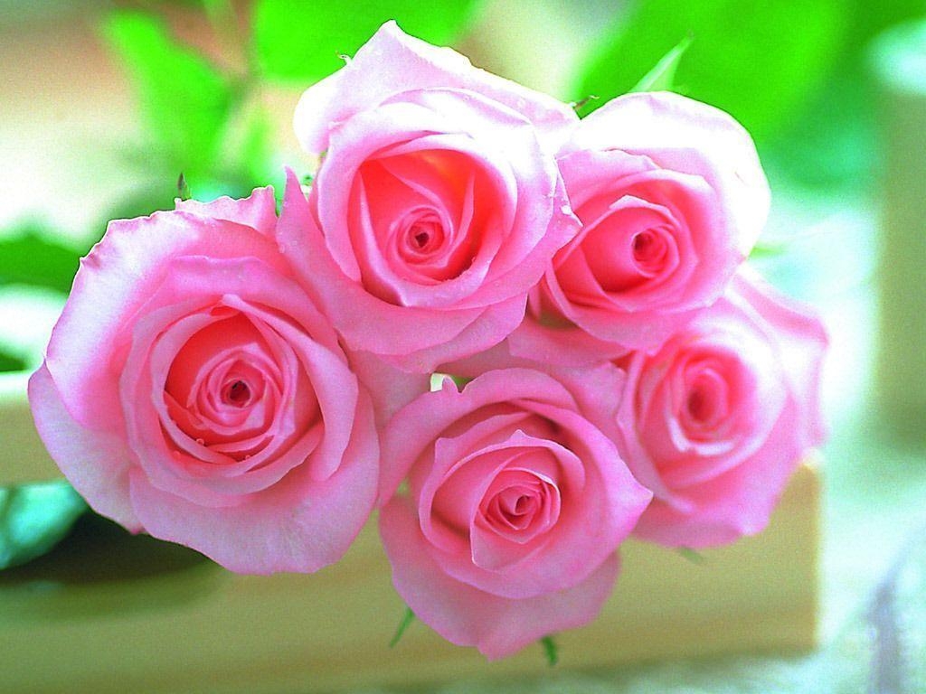 1030x770 Pink roses picture download Wallpaper Designs, Desktop