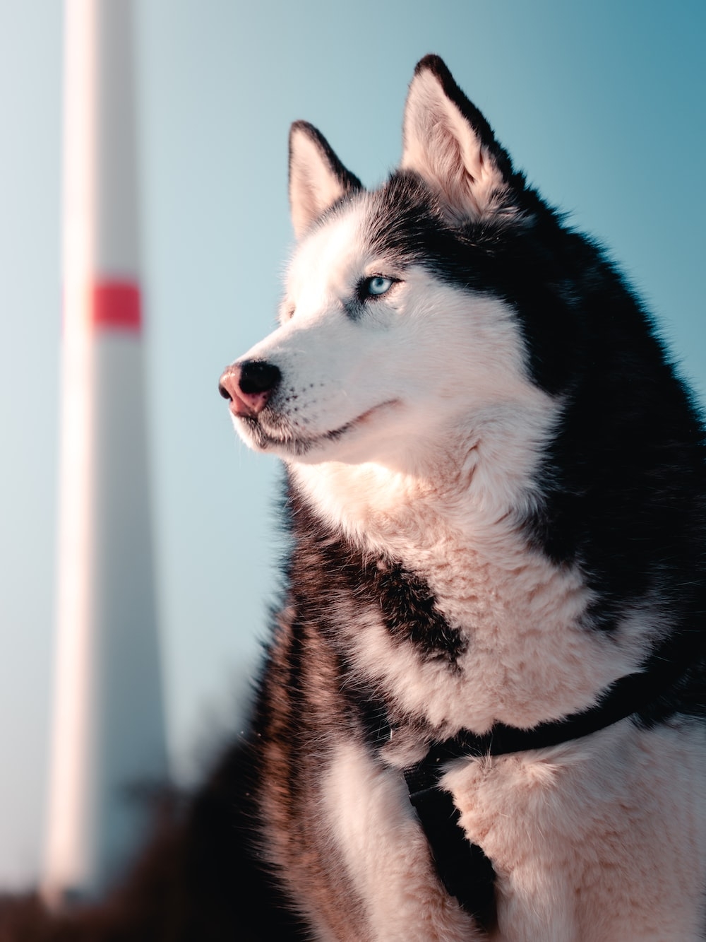 1000x1340 Husky Wallpaper: Free HD Download [HQ], Phone