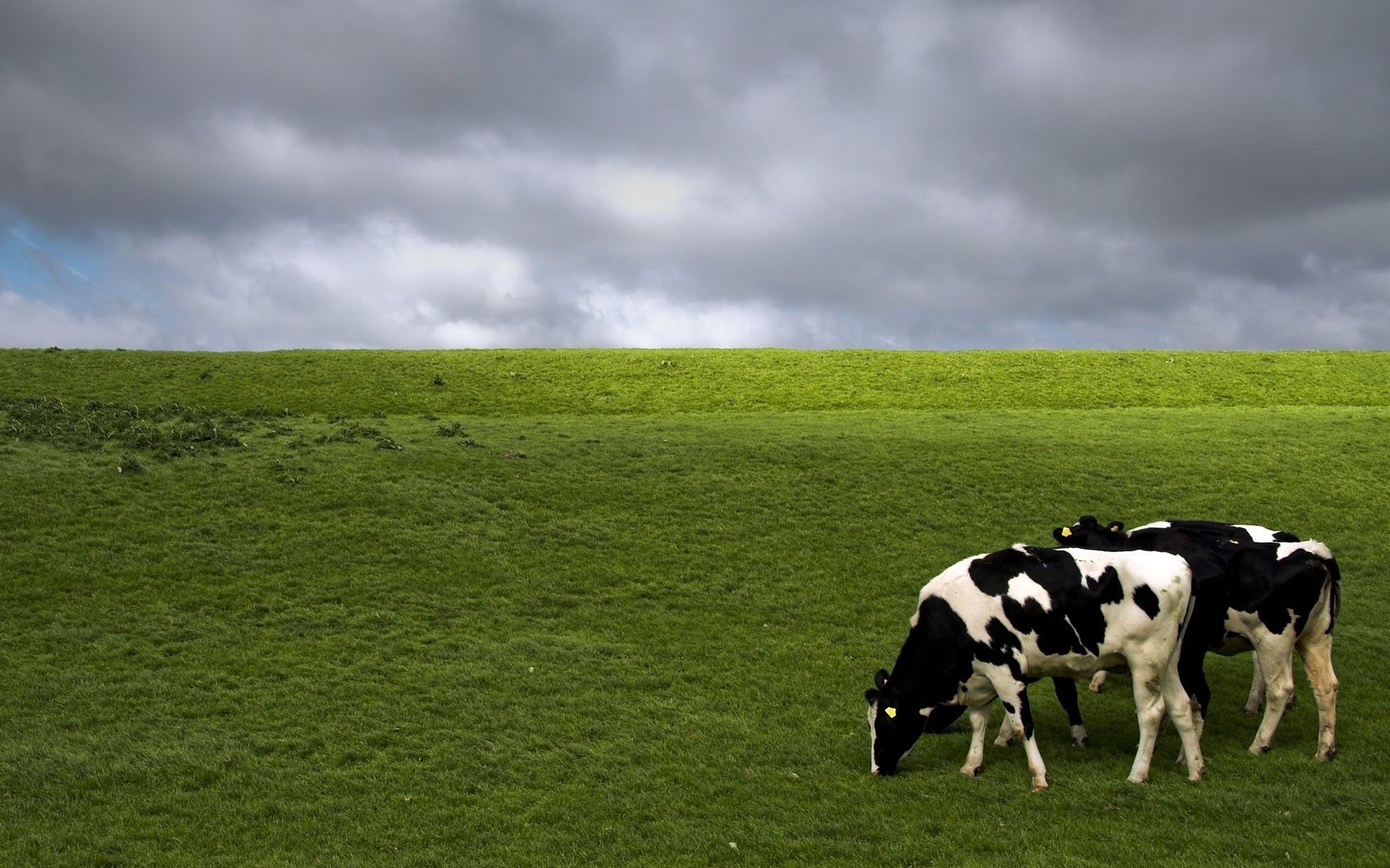 1920x1200 Cows Wallpaper, Desktop