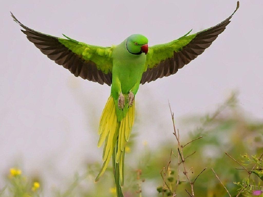 1030x770 Parrot Wallpaper. HD Wallpaper. Picture. Image. Background, Desktop