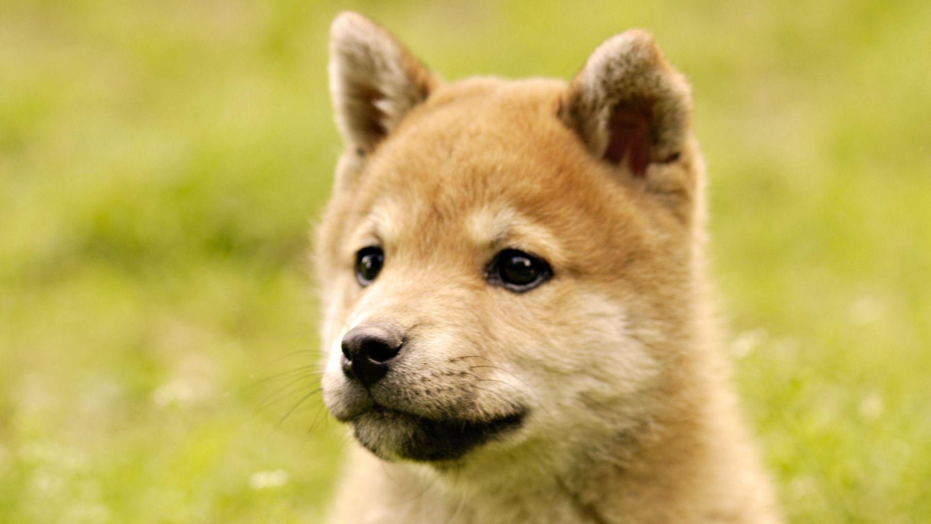 1920x1080 Shiba Inu Dog HD Wallpaper, Desktop