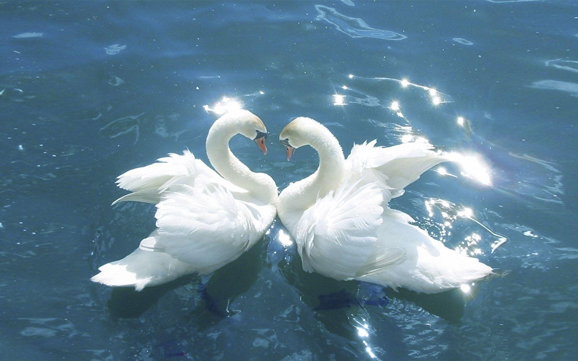 1920x1200 Swans Love Between Birds Blue Water HD Wallpaper For Mobile, Desktop