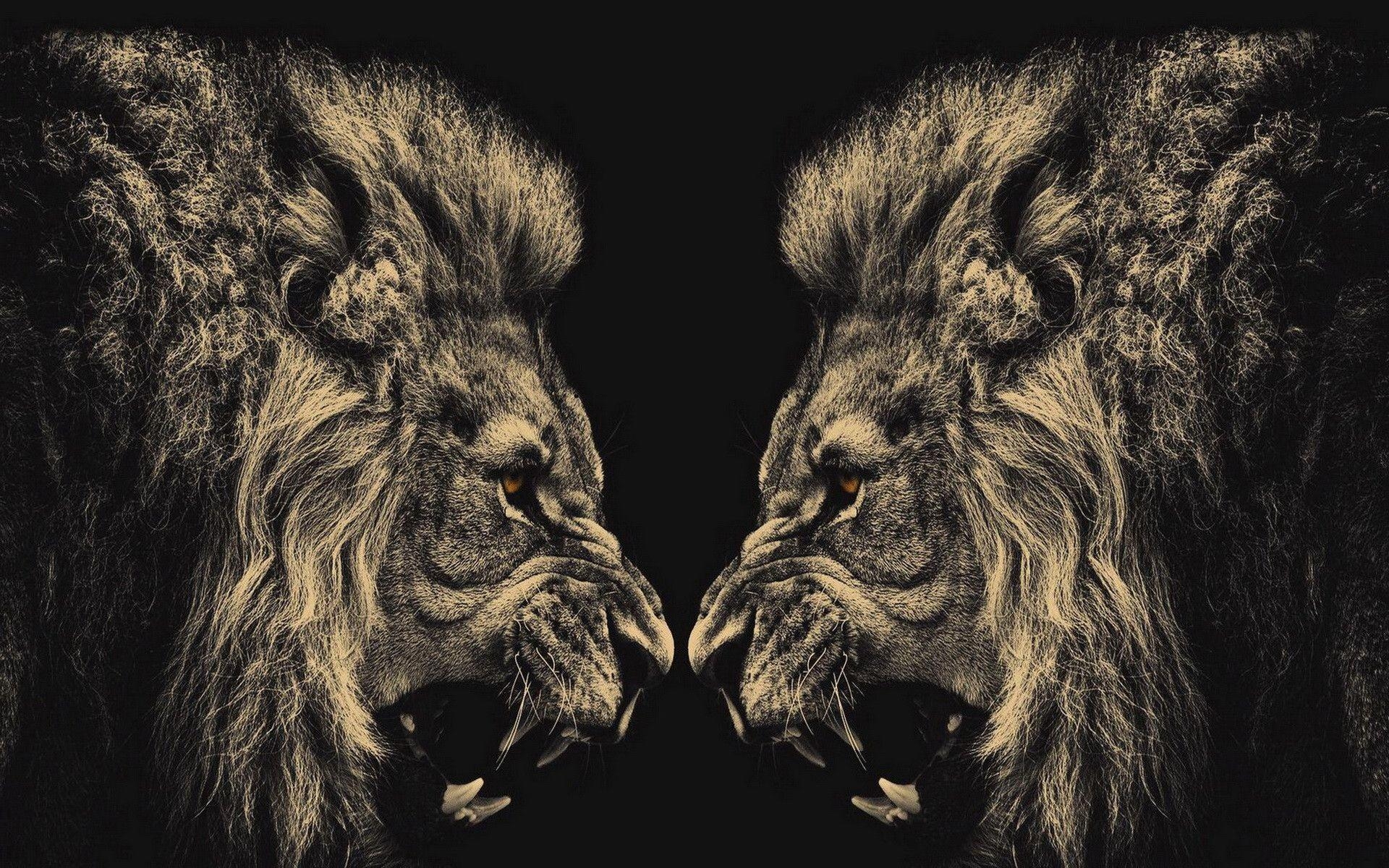 1920x1200 Lion Wallpaper, Desktop