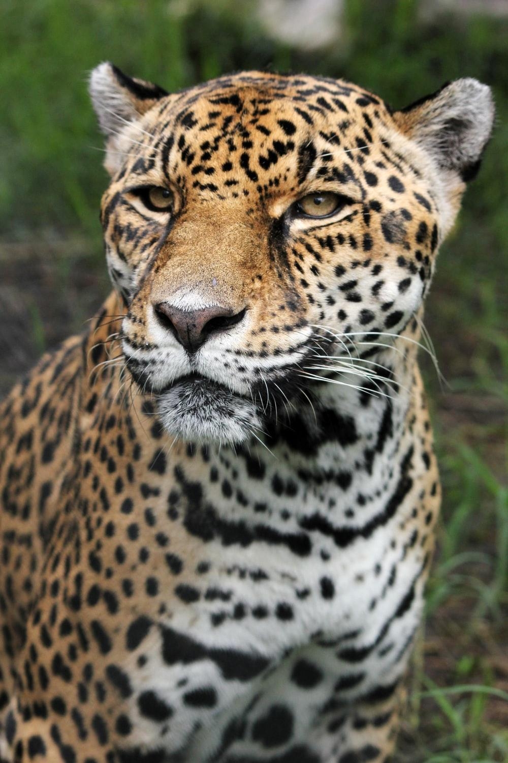 1000x1500 Leopard Picture. Download Free Image, Phone