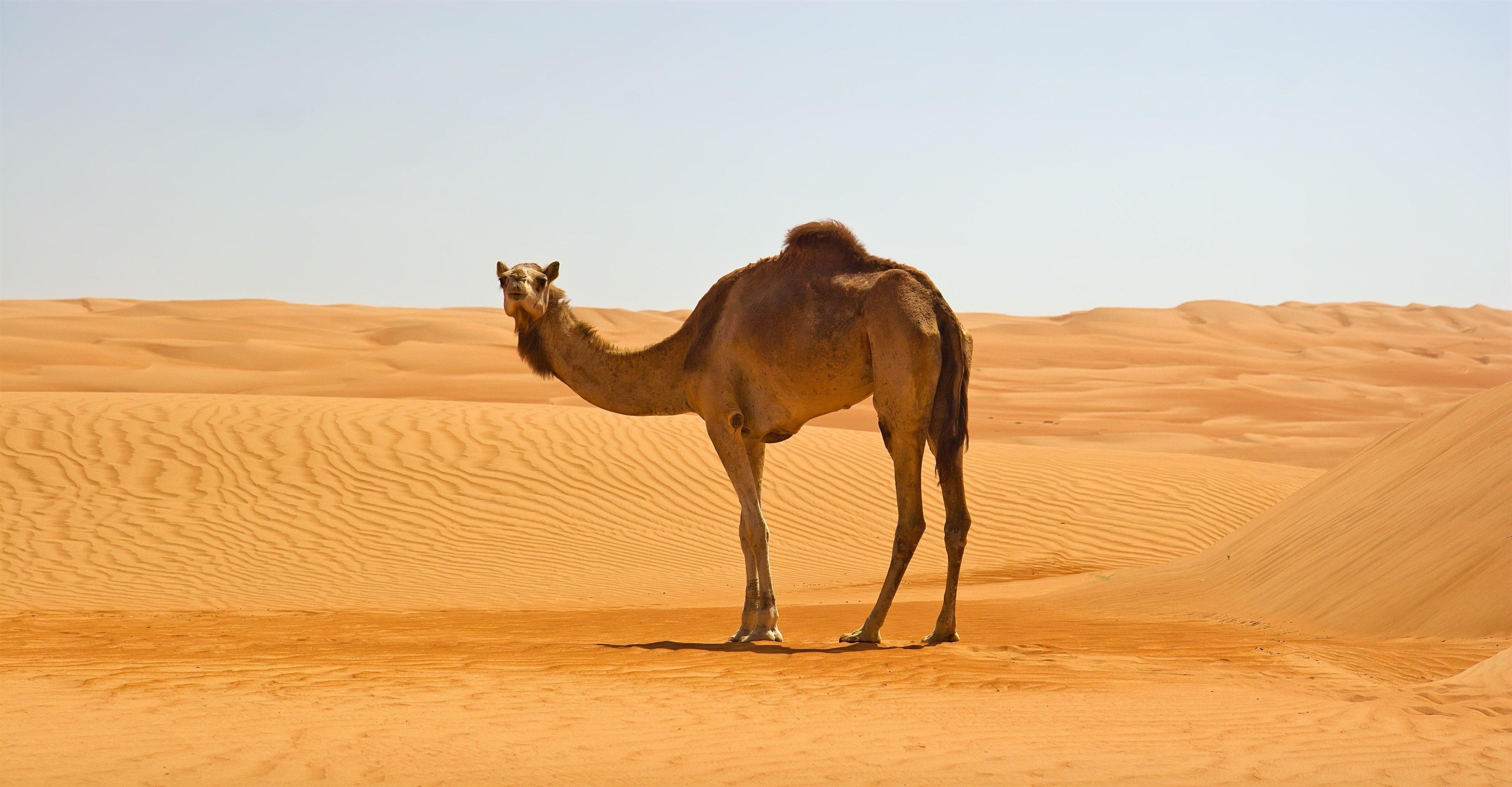 3840x2000 Camel in Namib Desert 4K Wallpaper, Desktop