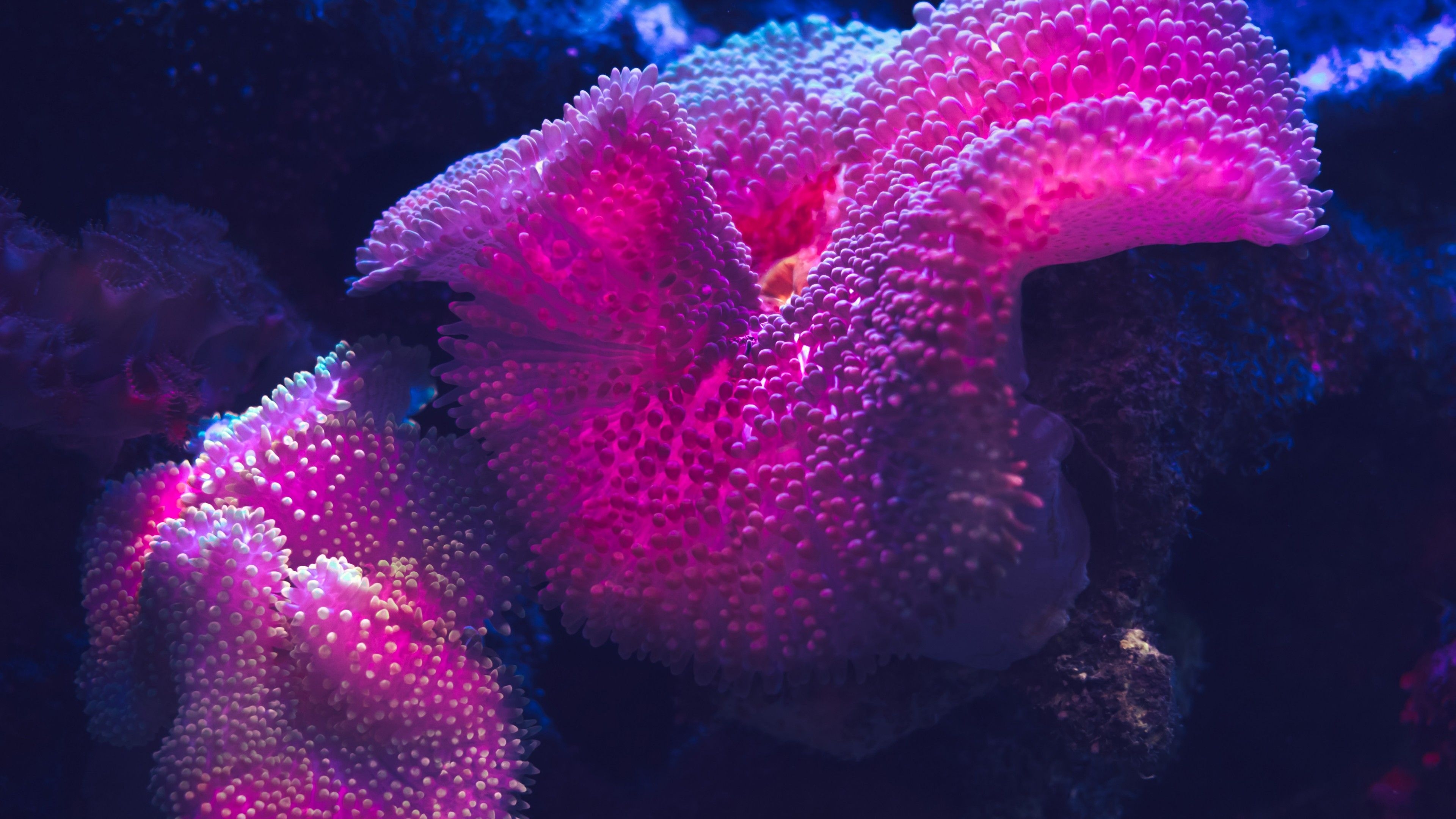 3840x2160 Coral reef 5K Wallpaper, Desktop