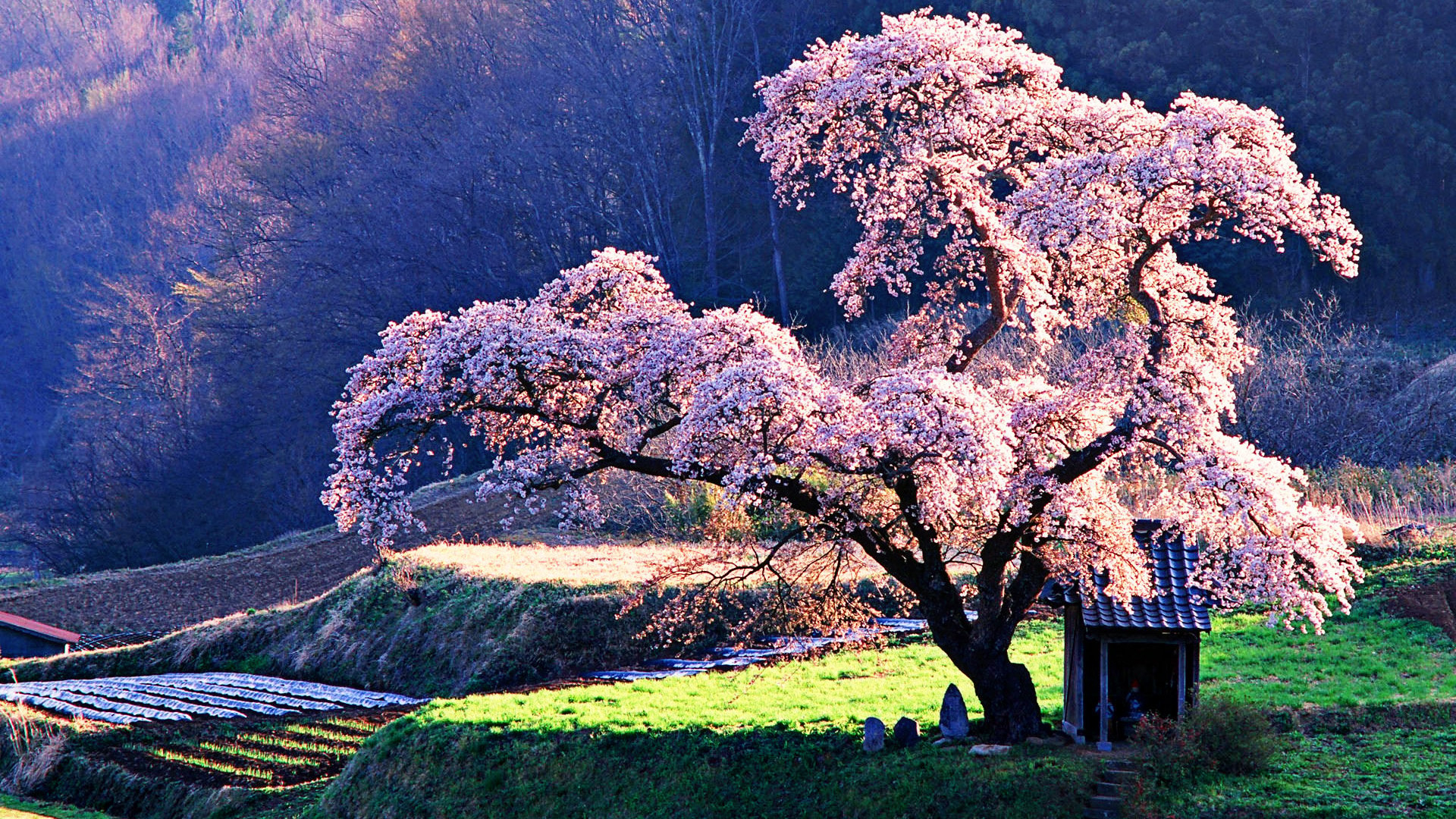 1920x1080 Download Cherry Blossom Wallpaper Wide #spwe4 aHuHaH.com, Desktop