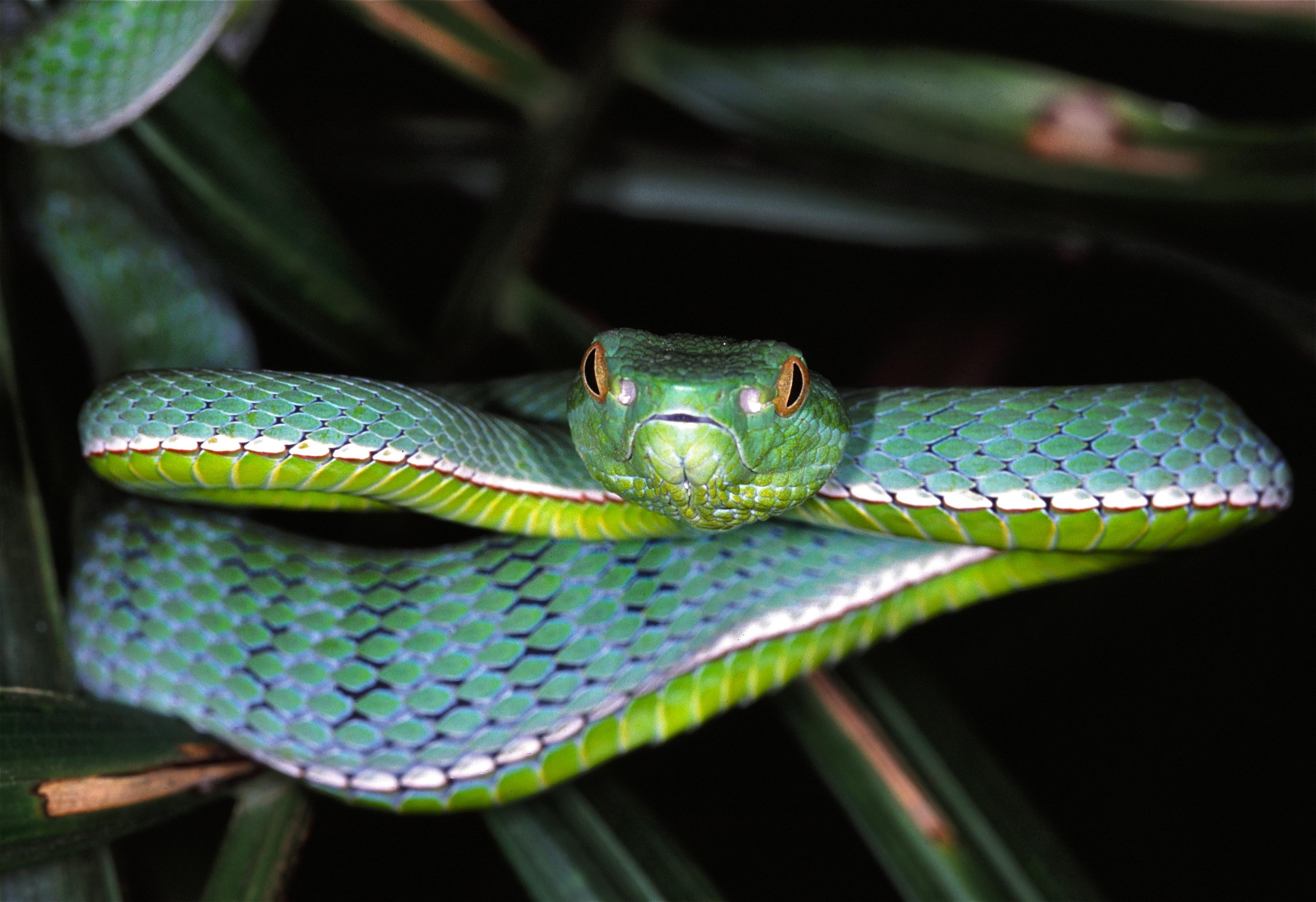 3690x2530 Vogel's Pit Viper (Trimeresurus vogeli), Desktop