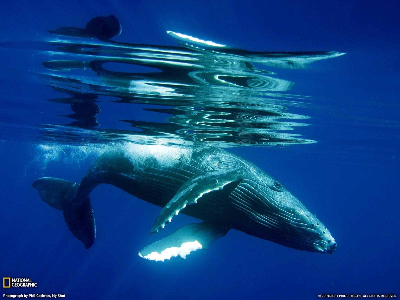 1600x1200 Humpback Whale Song, HD Wallpaper & background Download, Desktop