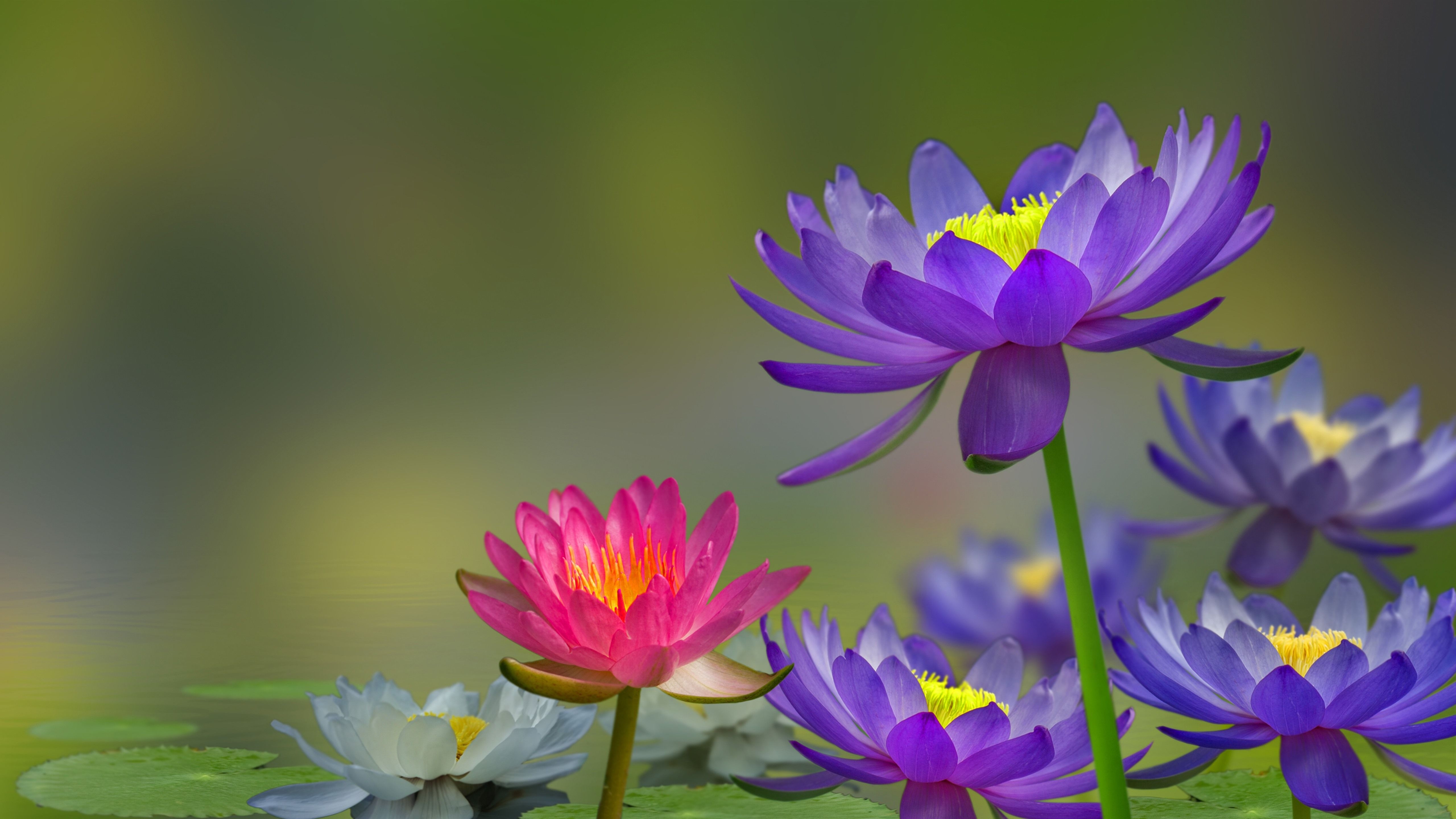 5120x2880 Wallpaper Purple and pink water lily, pond, water, birds, Desktop