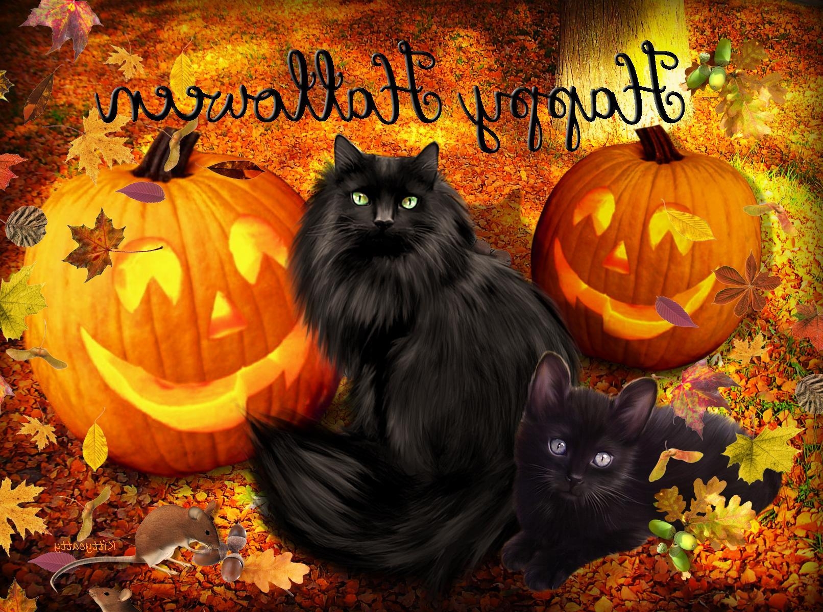 1620x1200 image of Halloween Cat Wallpaper - #SpaceHero, Desktop