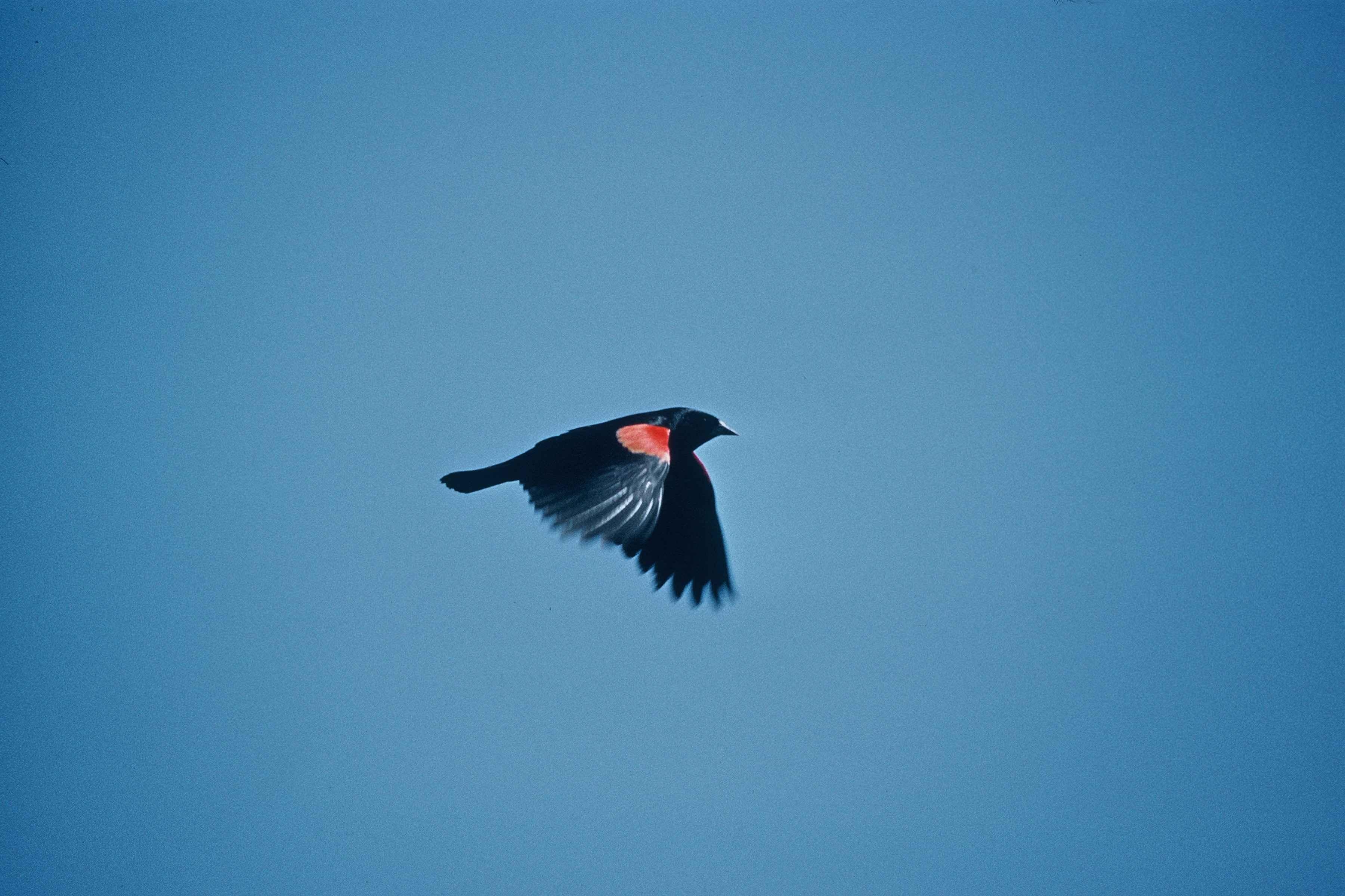 3600x2400 Red winged blackbird free image, public domain image, Desktop