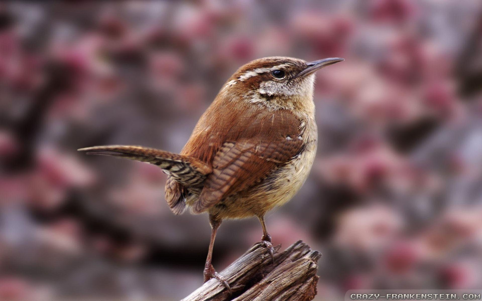 1920x1200 Christmas Bird Count wallpaper, Desktop