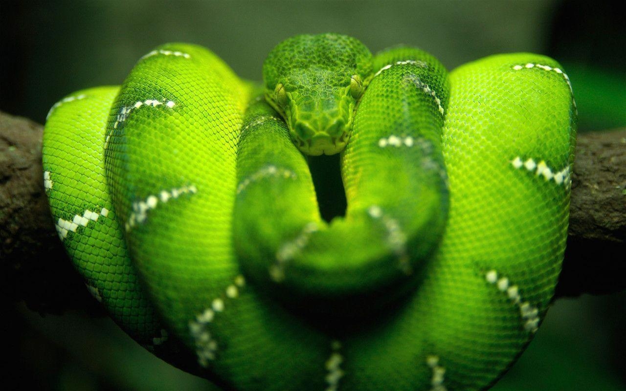 1280x800 Reptiles HD wallpaper, HD wallpaper, Desktop