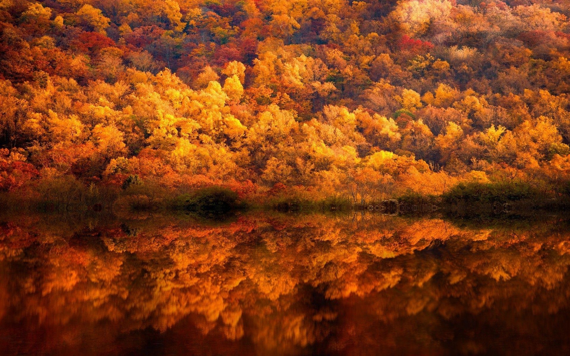 1920x1200 nature, Landscape, Fall, Forest, Lake, Reflection, Yellow, Amber, Desktop