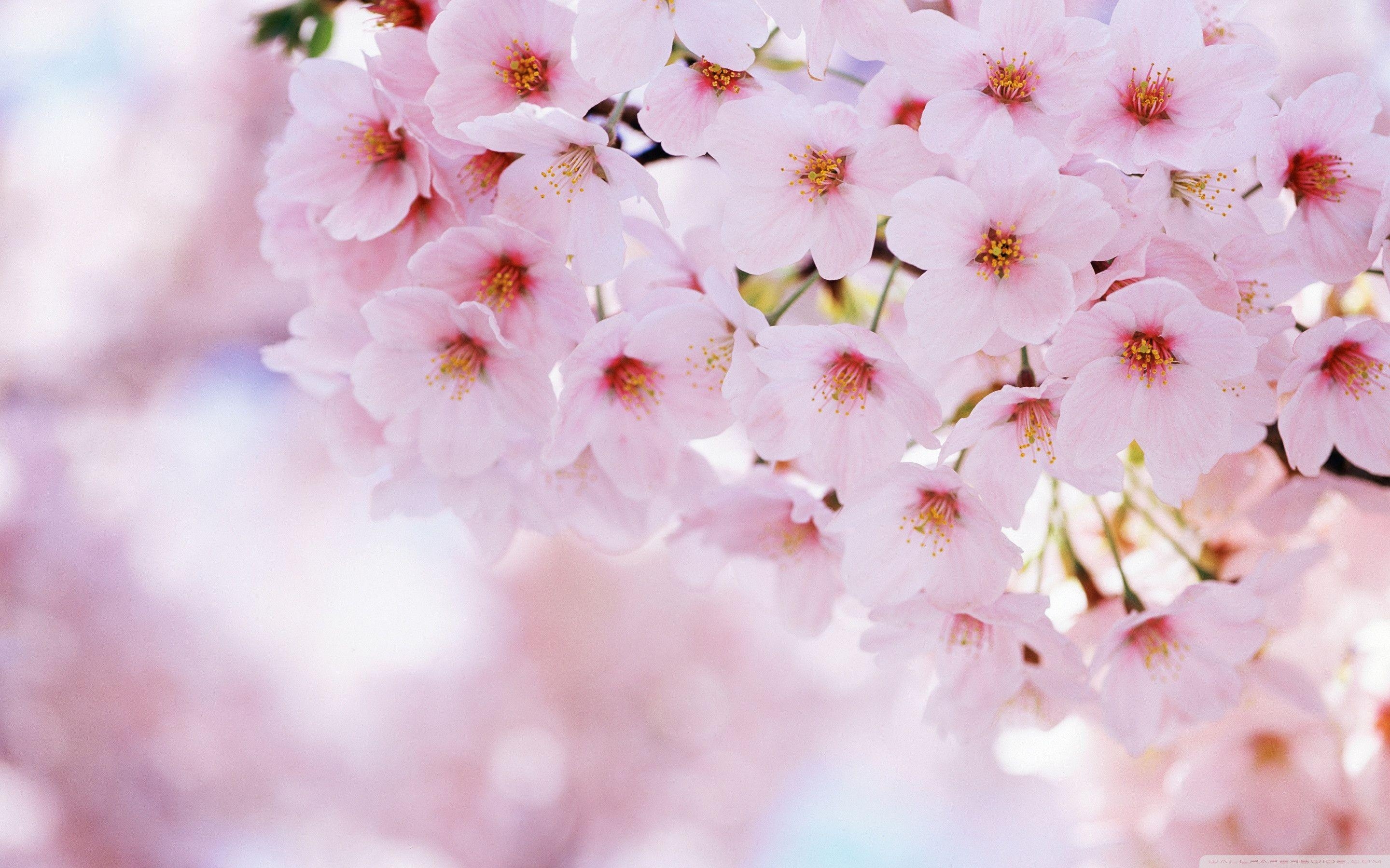 2880x1800 Cherry Blossom Wallpaper HD wallpaper search, Desktop