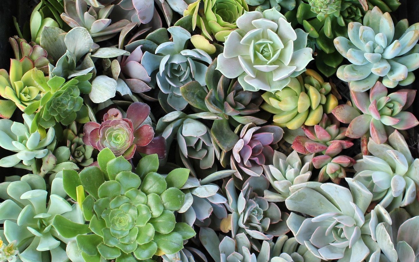 1440x900 Succulents Desktop Wallpaper.wallpaperaccess.com, Desktop