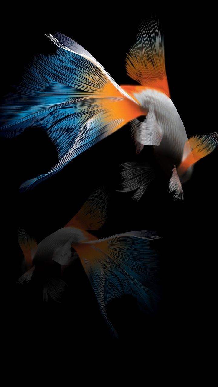 720x1280 Goldfish HTC Desire 816 wallpaper wallpaper free download, Phone