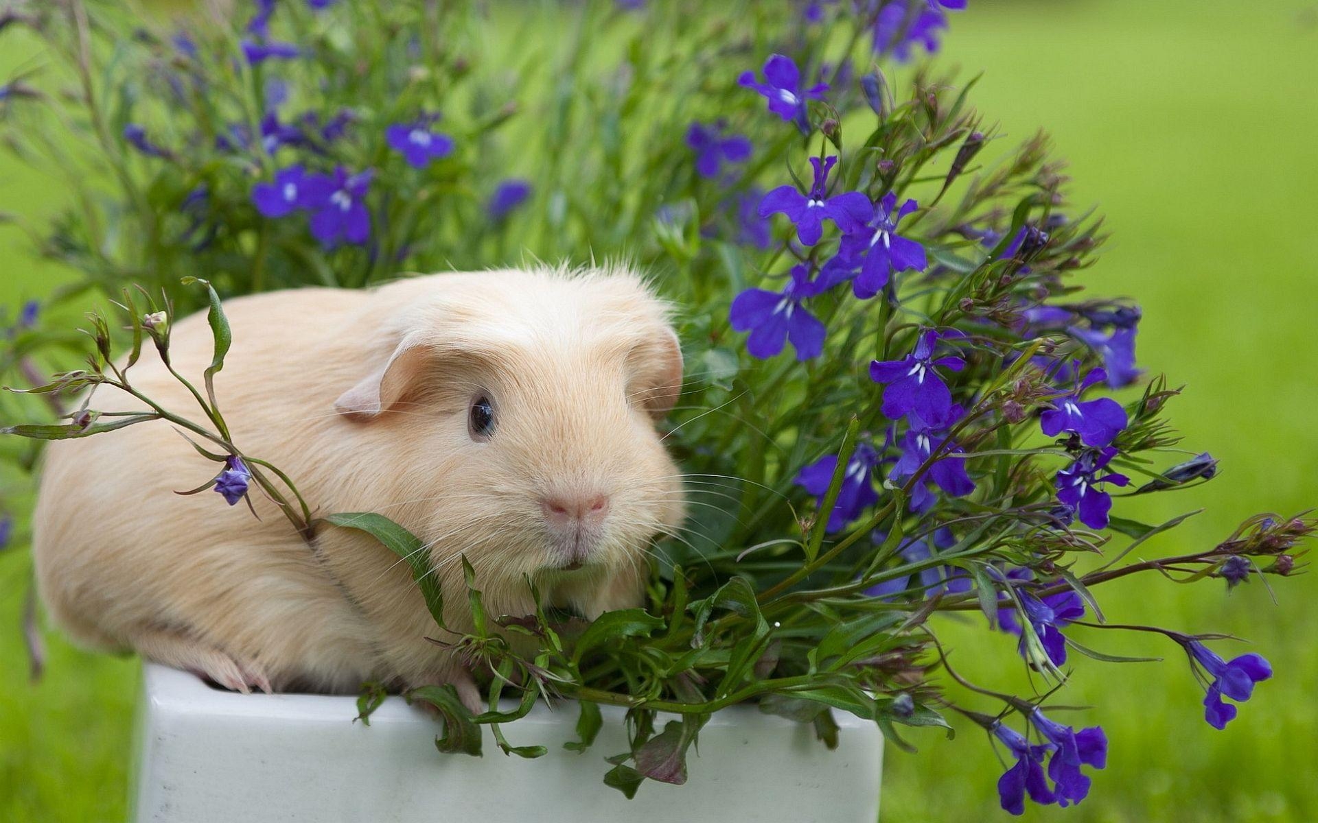 1920x1200 4K Guinea Pig Wallpaper High Quality, Desktop