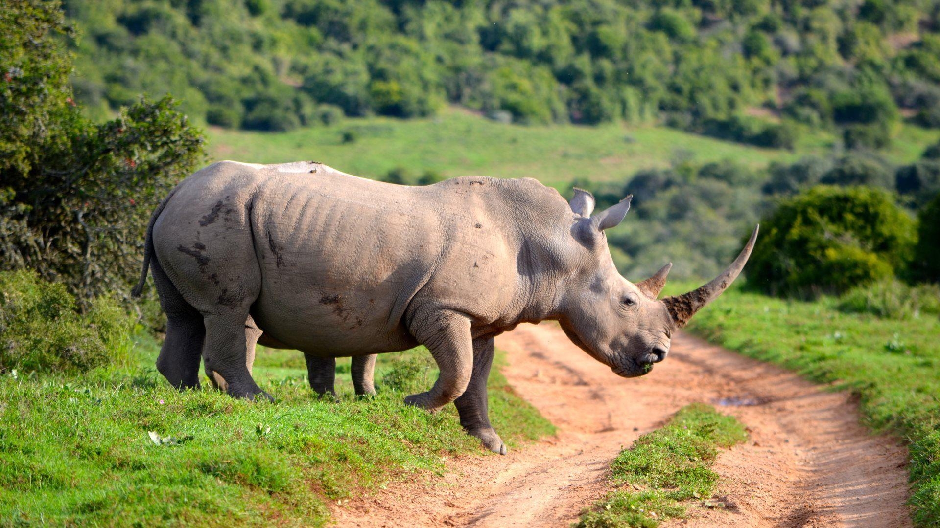 1920x1080 White Rhinoceros. Animals HD Wallpaper. White, Desktop