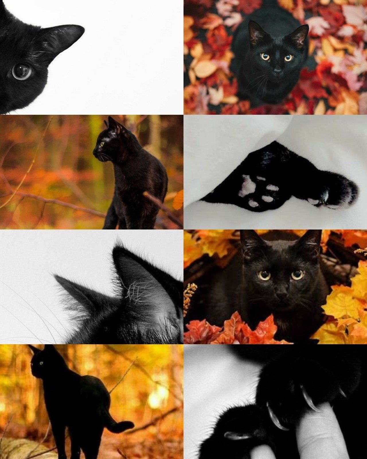 1280x1600 Black Cat Wallpaper Aesthetic, Phone