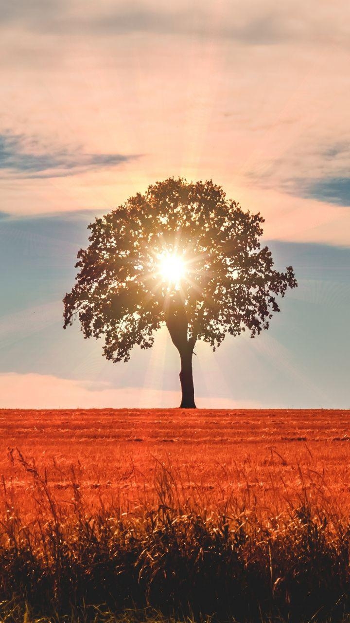 720x1280 Landscape, tree, clouds, sky, sun rays,  wallpaper, Phone