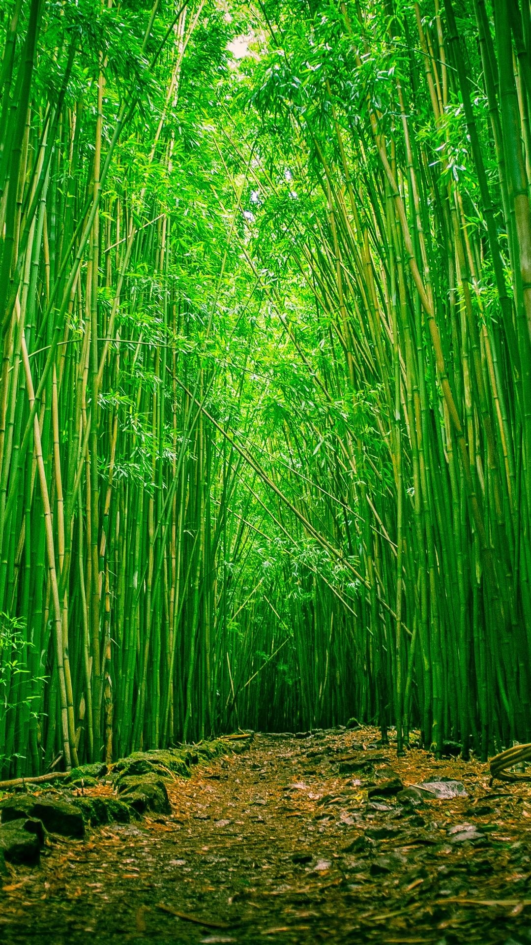 1080x1920 Bamboo Wallpaper iPhone 5. Arashiyama Bamboo Grove Kyoto Japan 4k, Phone