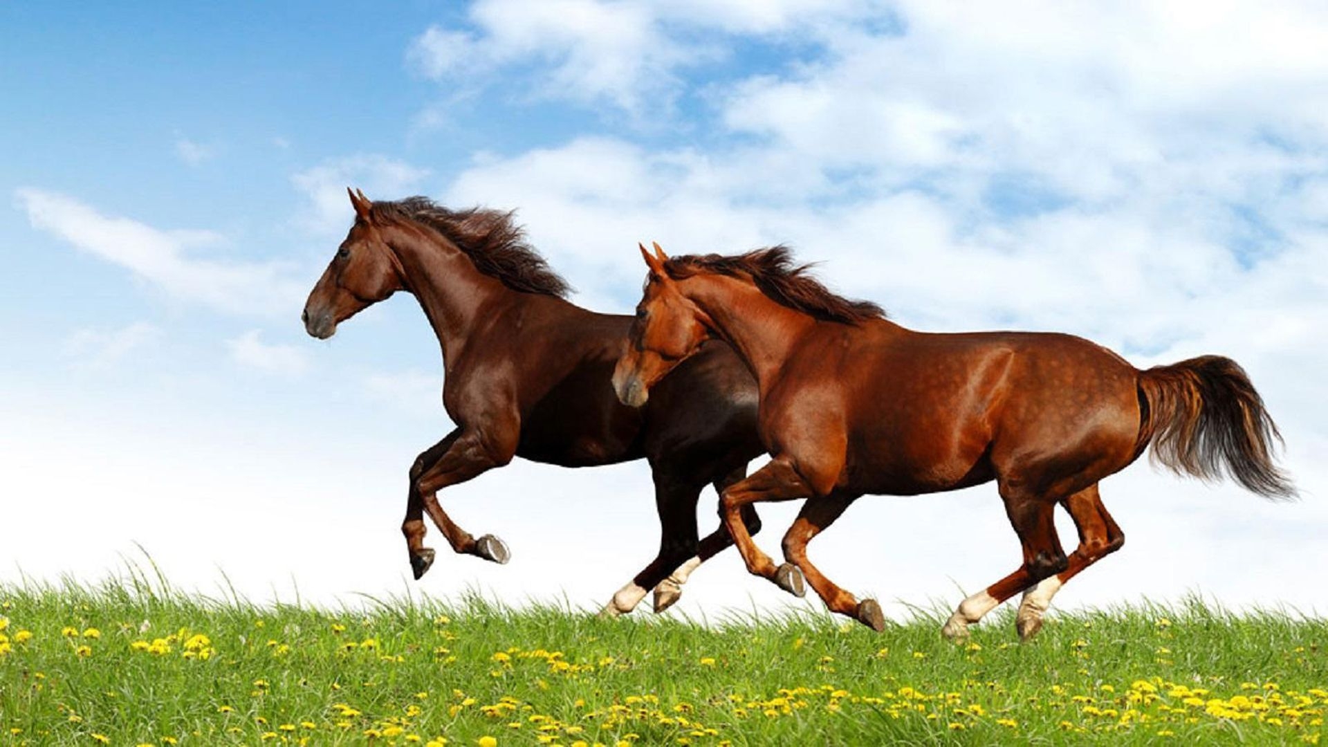 1920x1080 Brown And Red Horse Running In A Field Of Green Grass Desktop Wallpaper HD, Wallpaper13.com, Desktop