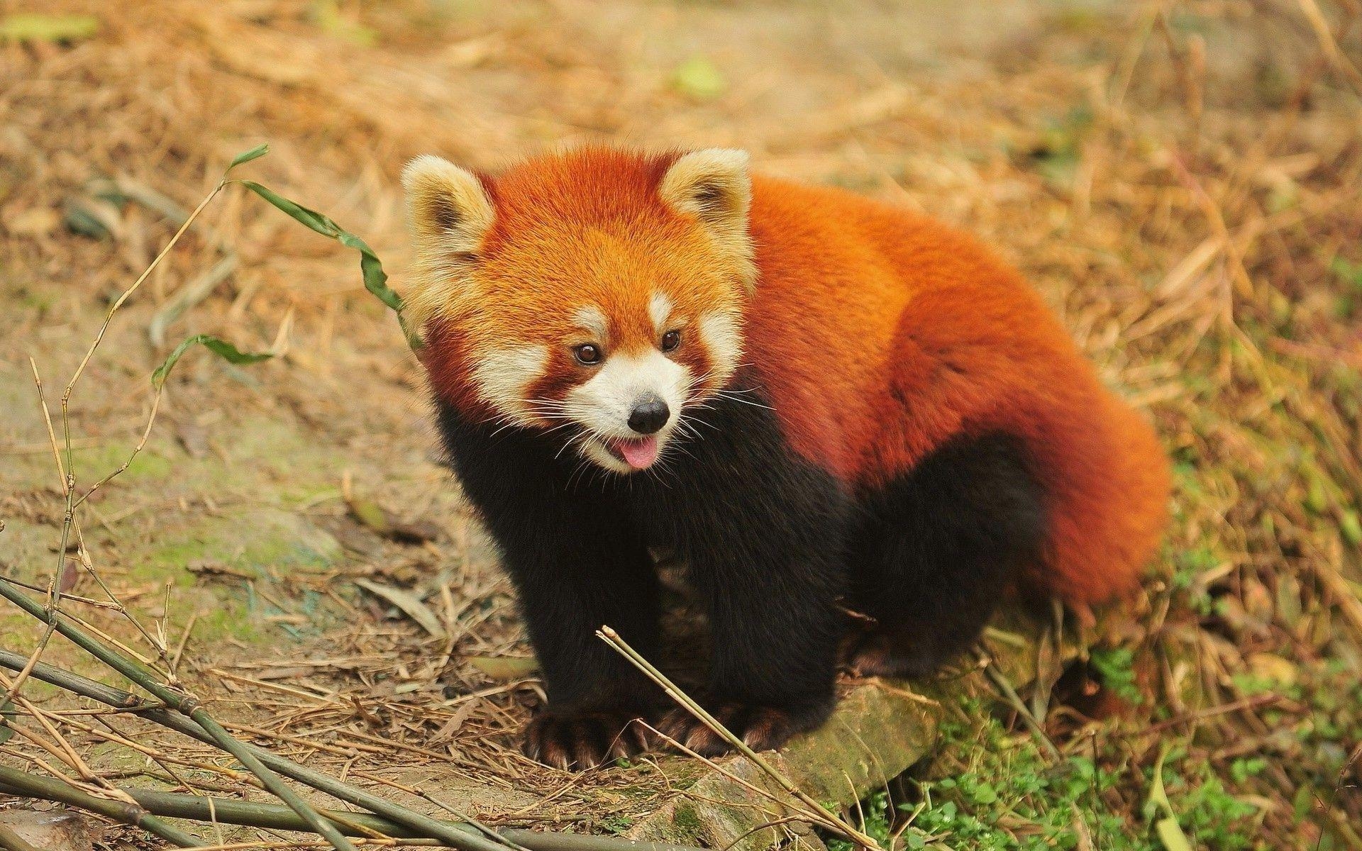 1920x1200 Red Panda Wallpaper HD Download, Desktop