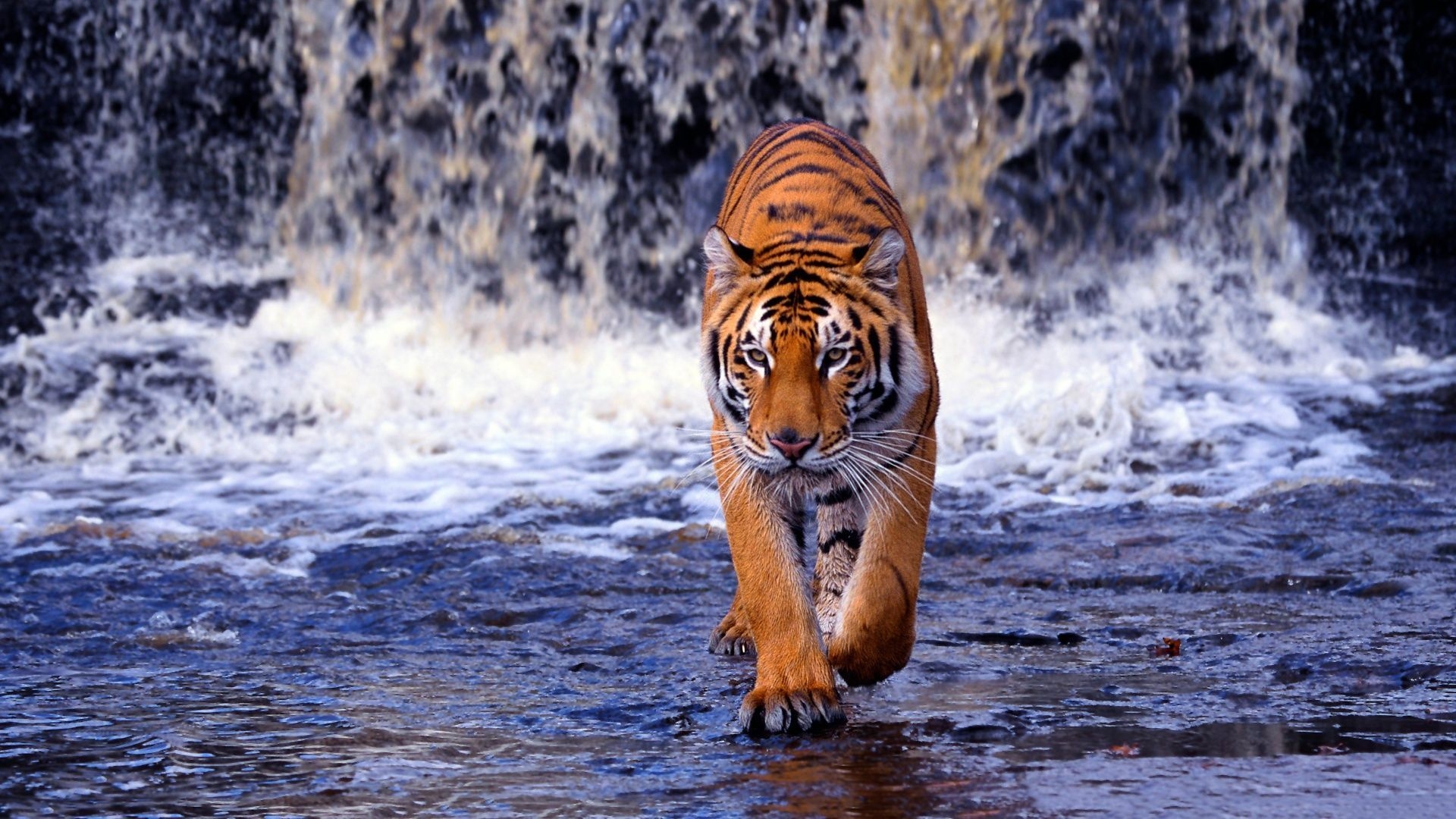 1920x1080 Tiger HD Wallpaper, Desktop