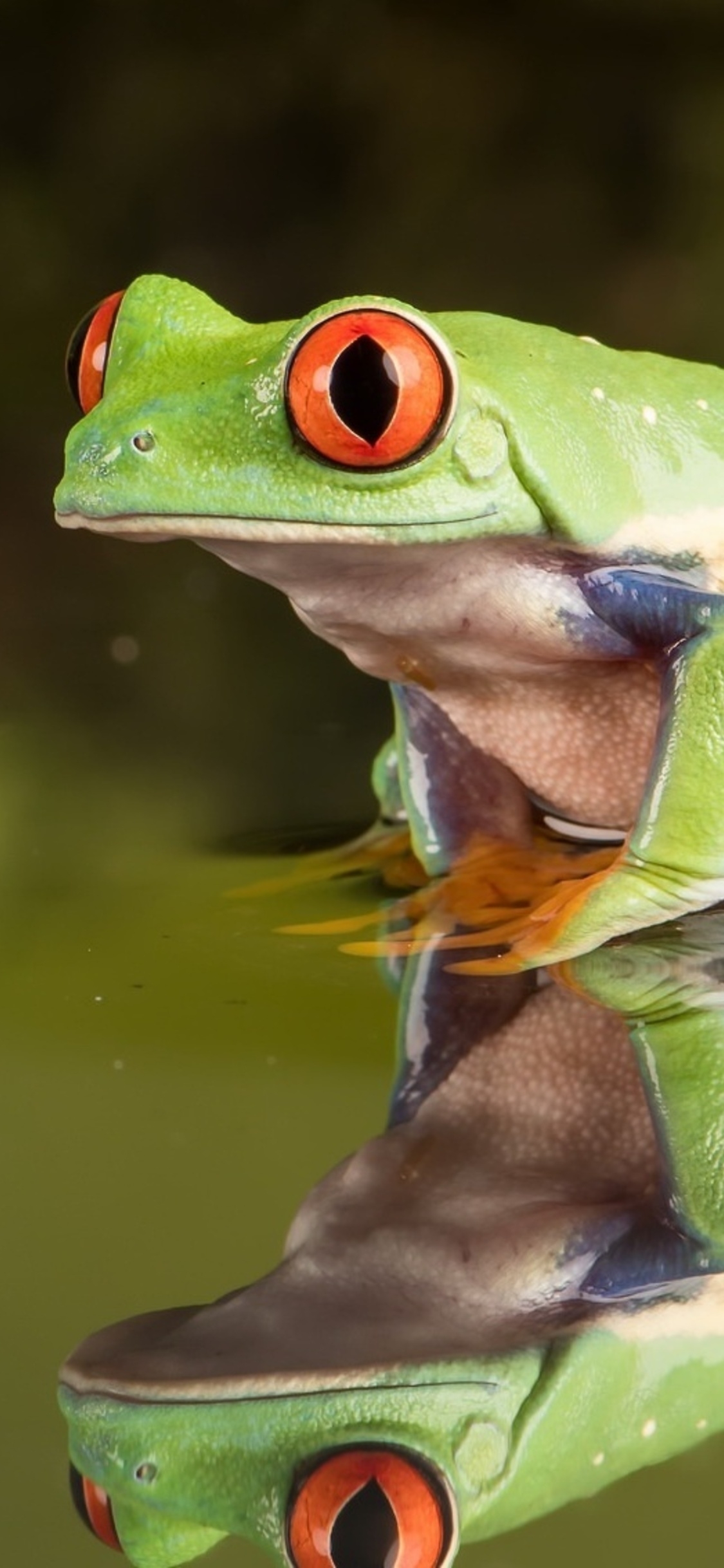 1130x2440 Frog iPhone XS, iPhone iPhone X HD 4k Wallpaper, Image, Background, Photo and Picture, Phone