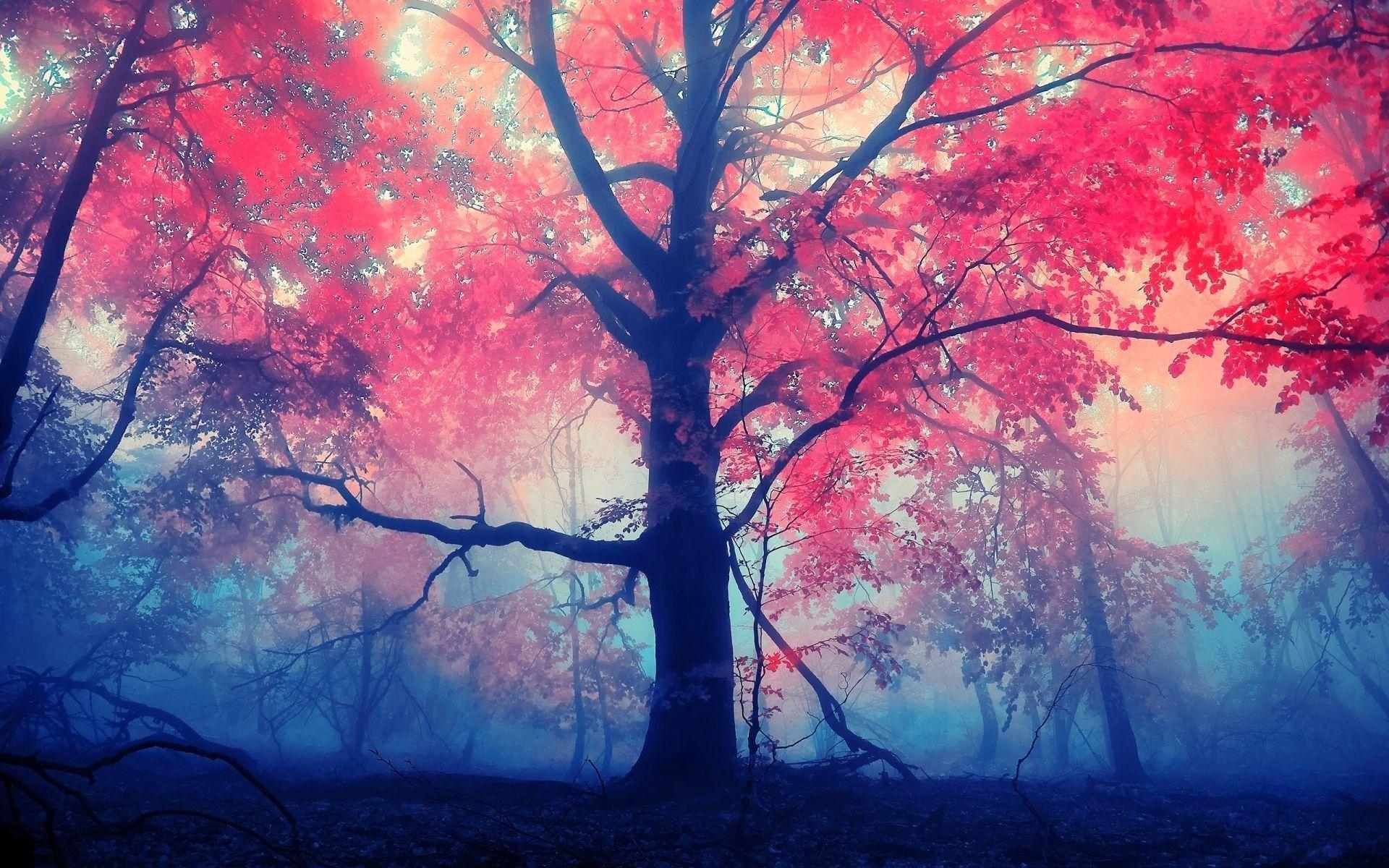 1920x1200 Red leaves tree Wallpaper, Desktop