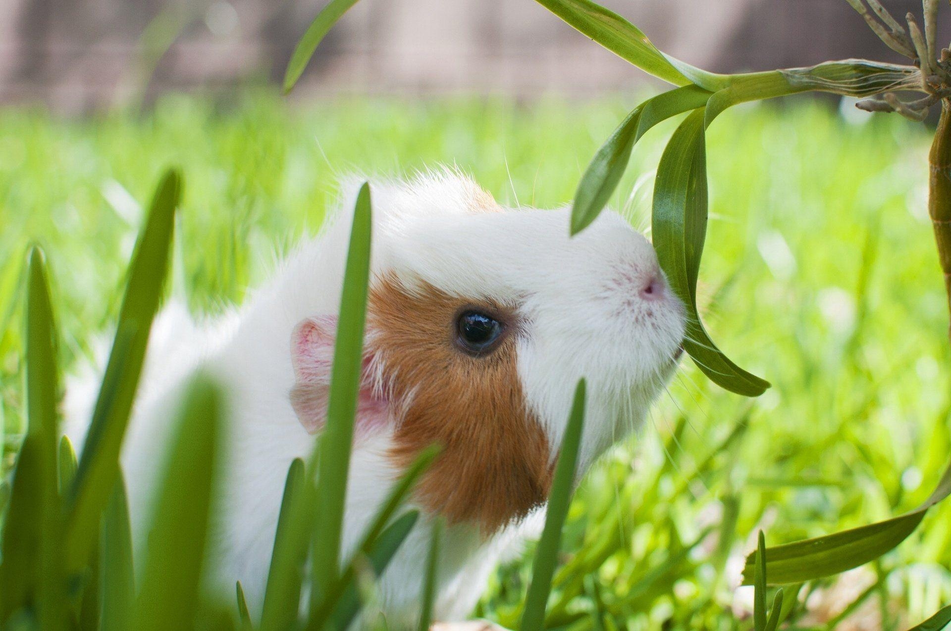 1920x1280 Guinea Pig HD Wallpaper, Desktop